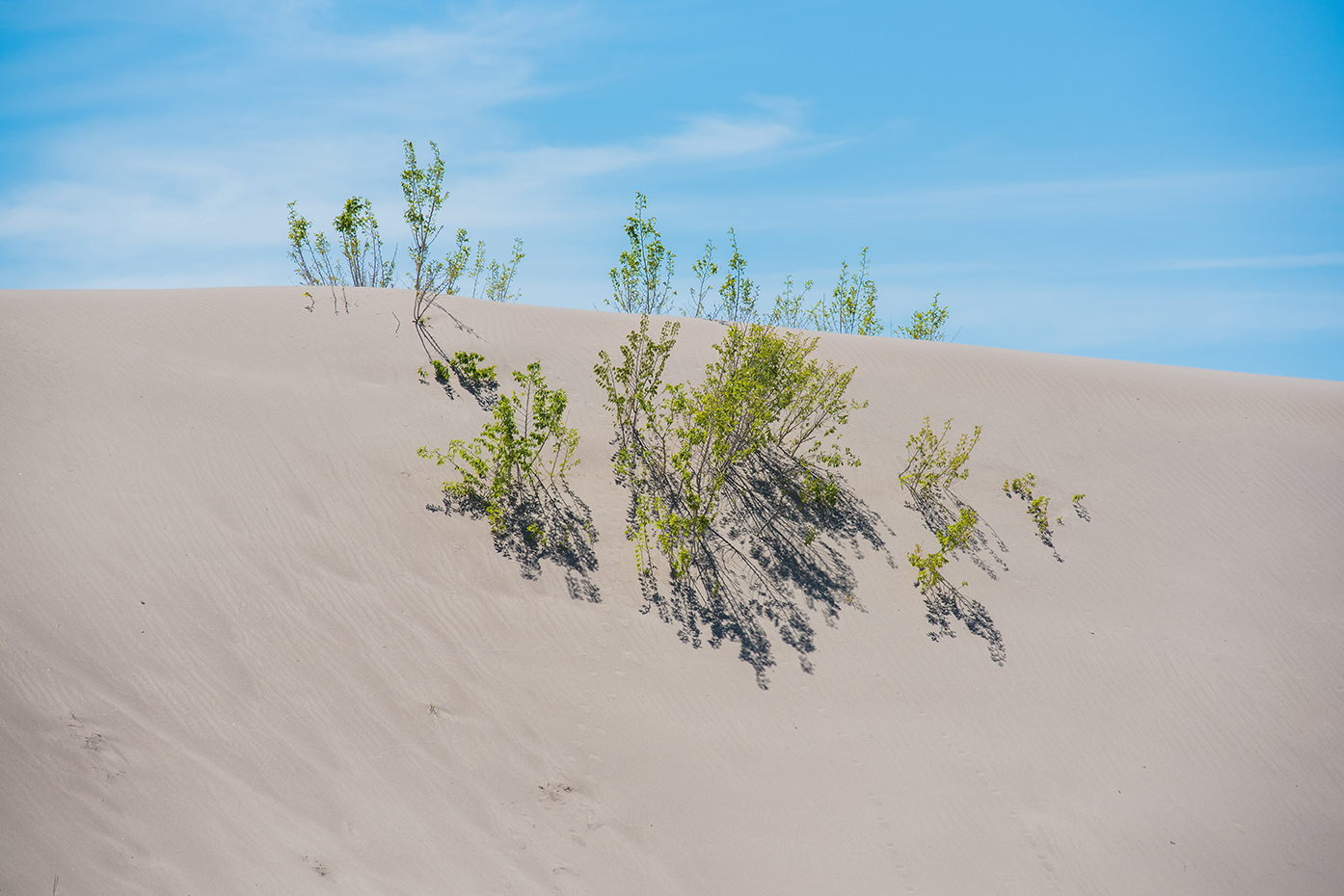 Sand Dunes on Red Road, Idaho - we've never brought our riders to the dunes before!