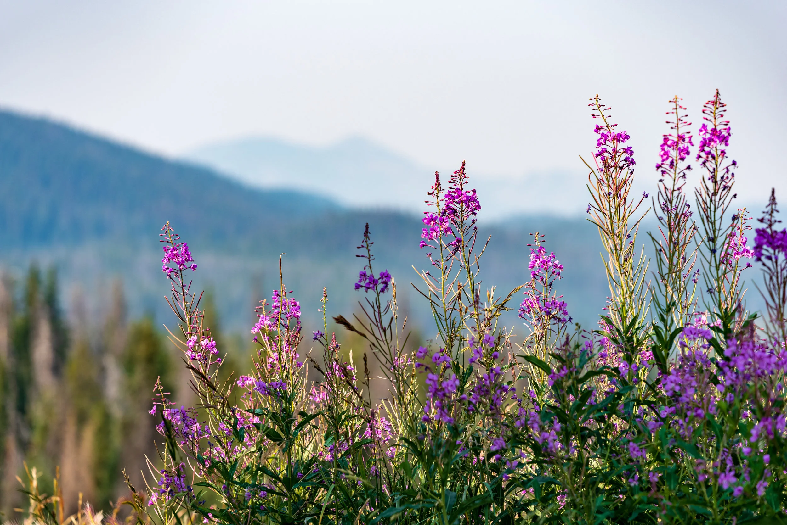 NOcreative_Togwotee Pass-130.jpg