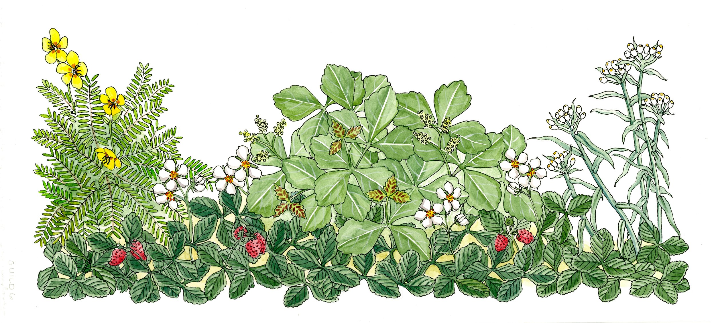 Inside illustration in Native Ground Covers