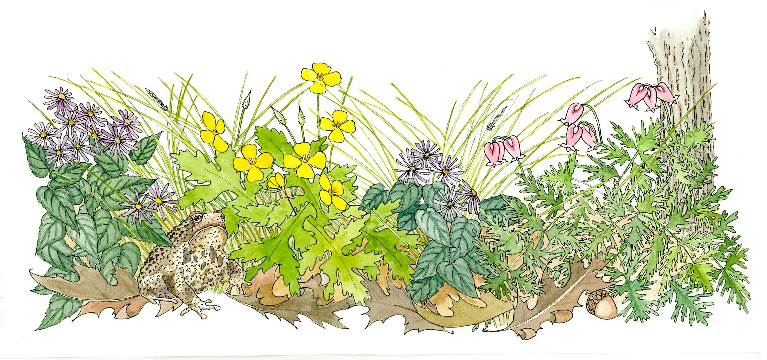 Inside illustration for Native Ground Covers