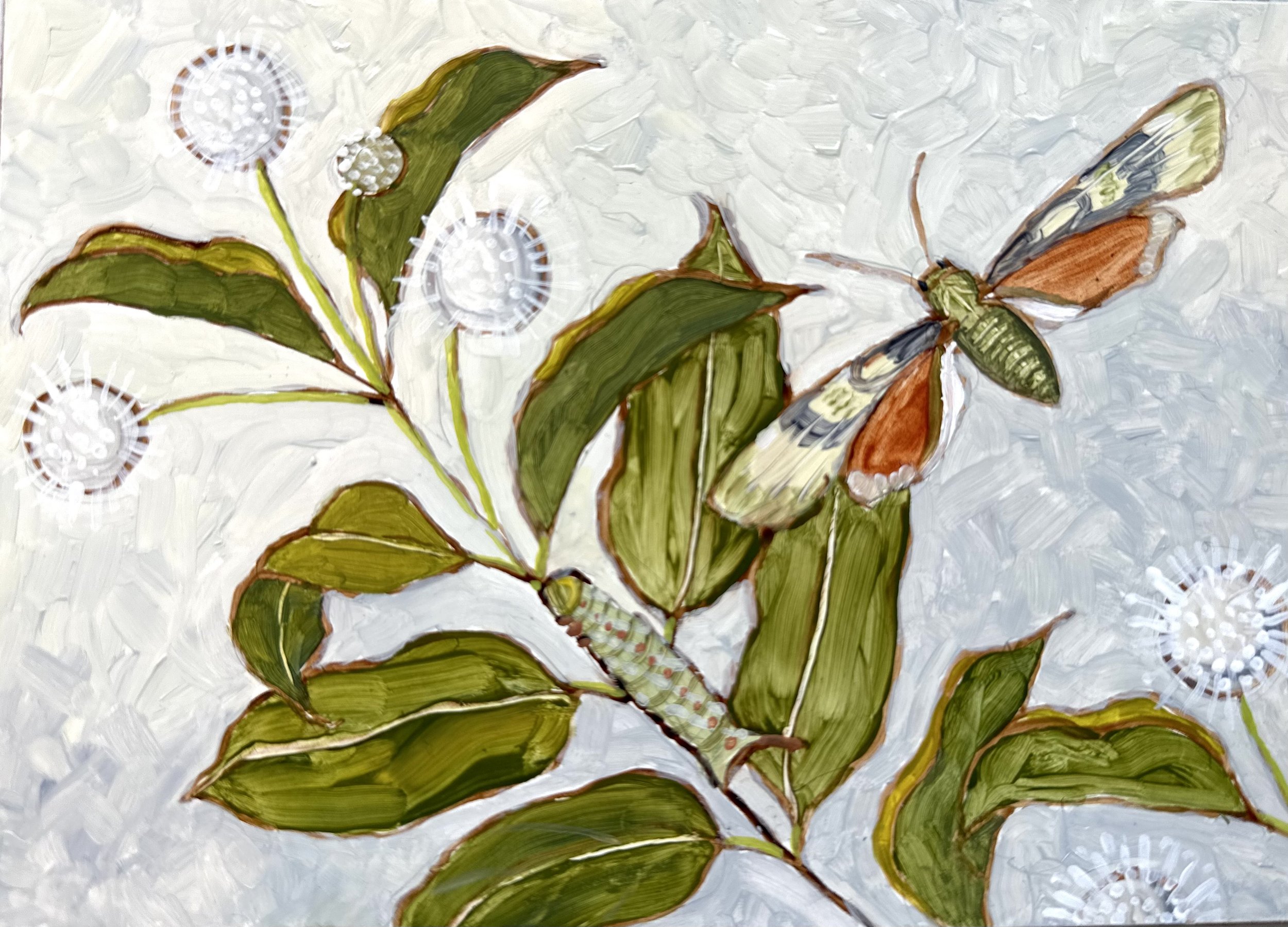 Hydrangea sphinx moth with buttonbush