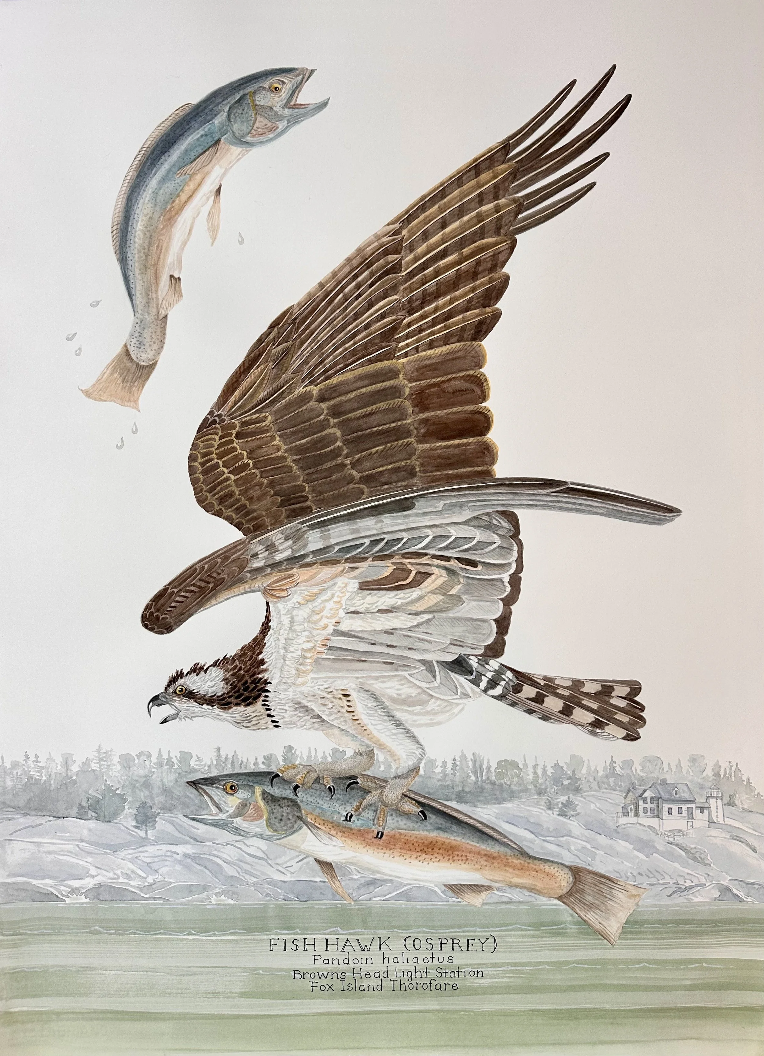 Audubon Revisited I