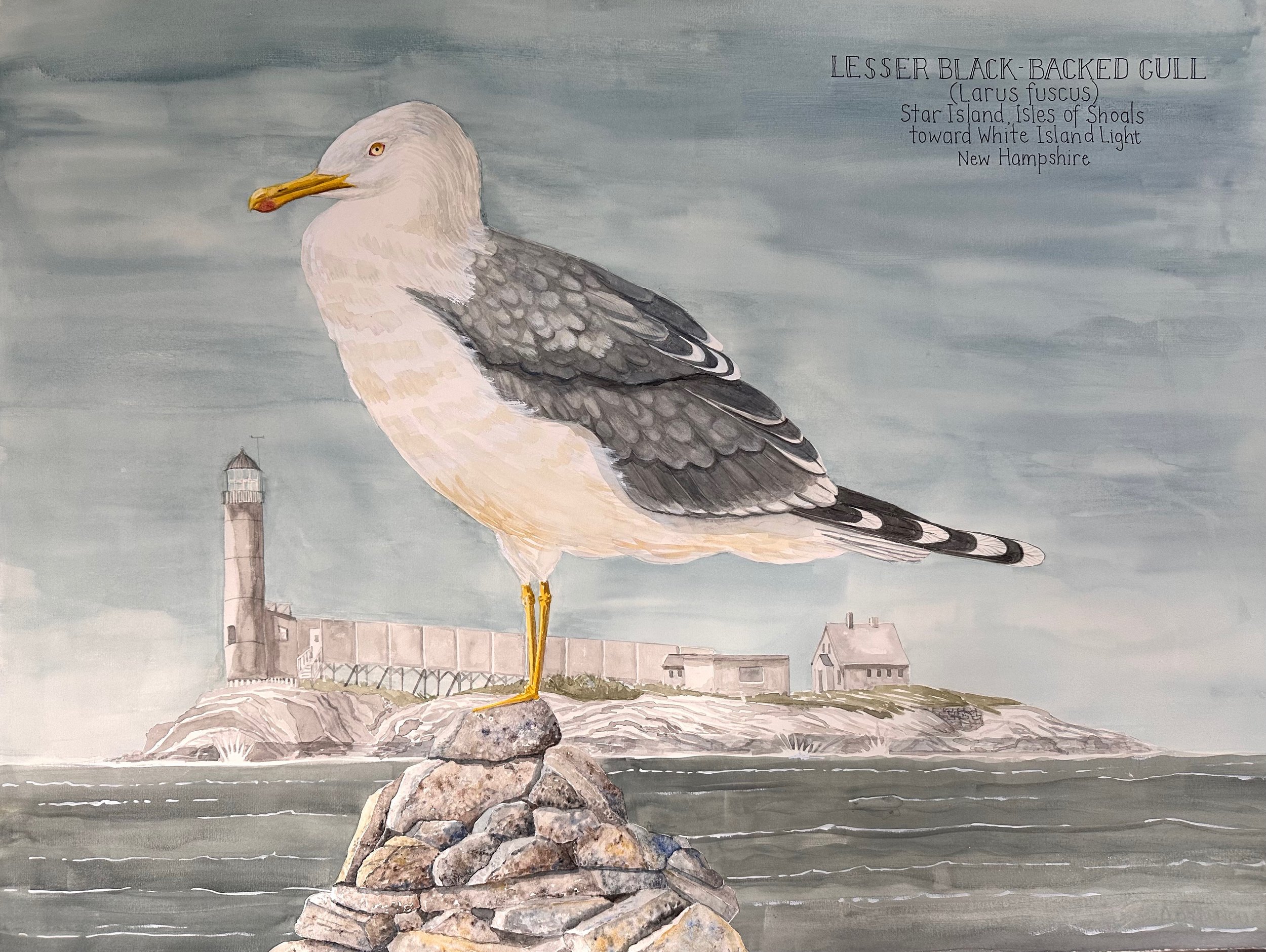 Lesser Black-backed Gull