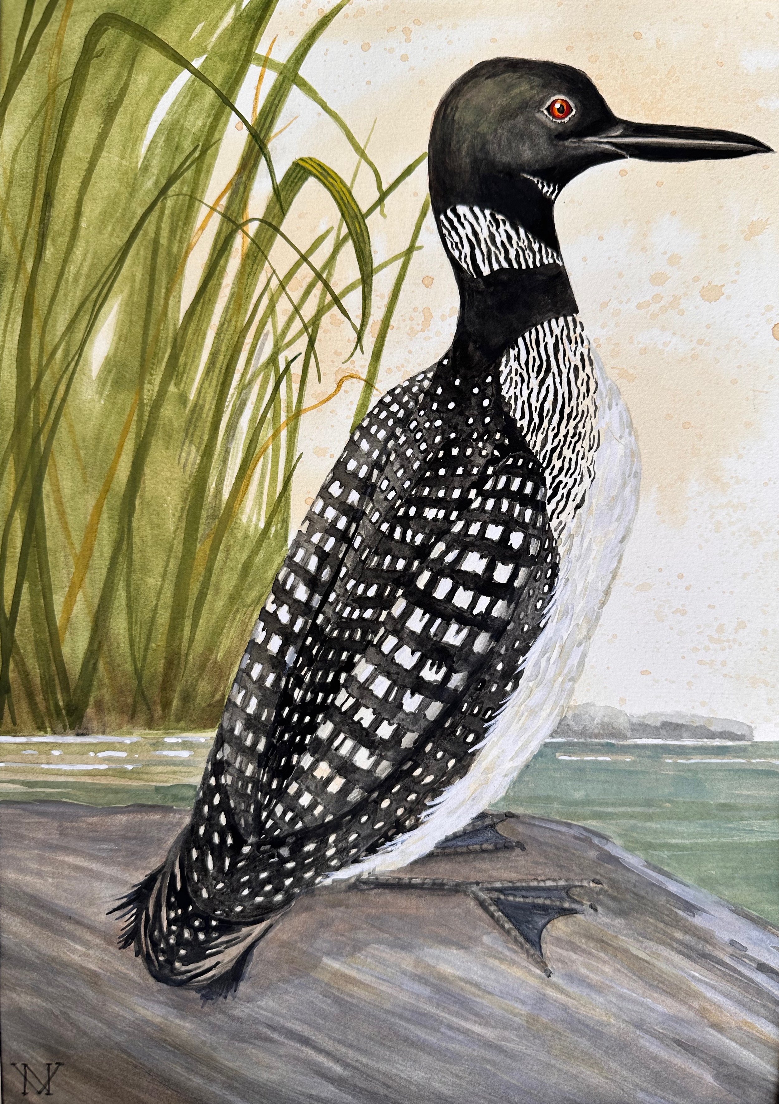 Common Loon