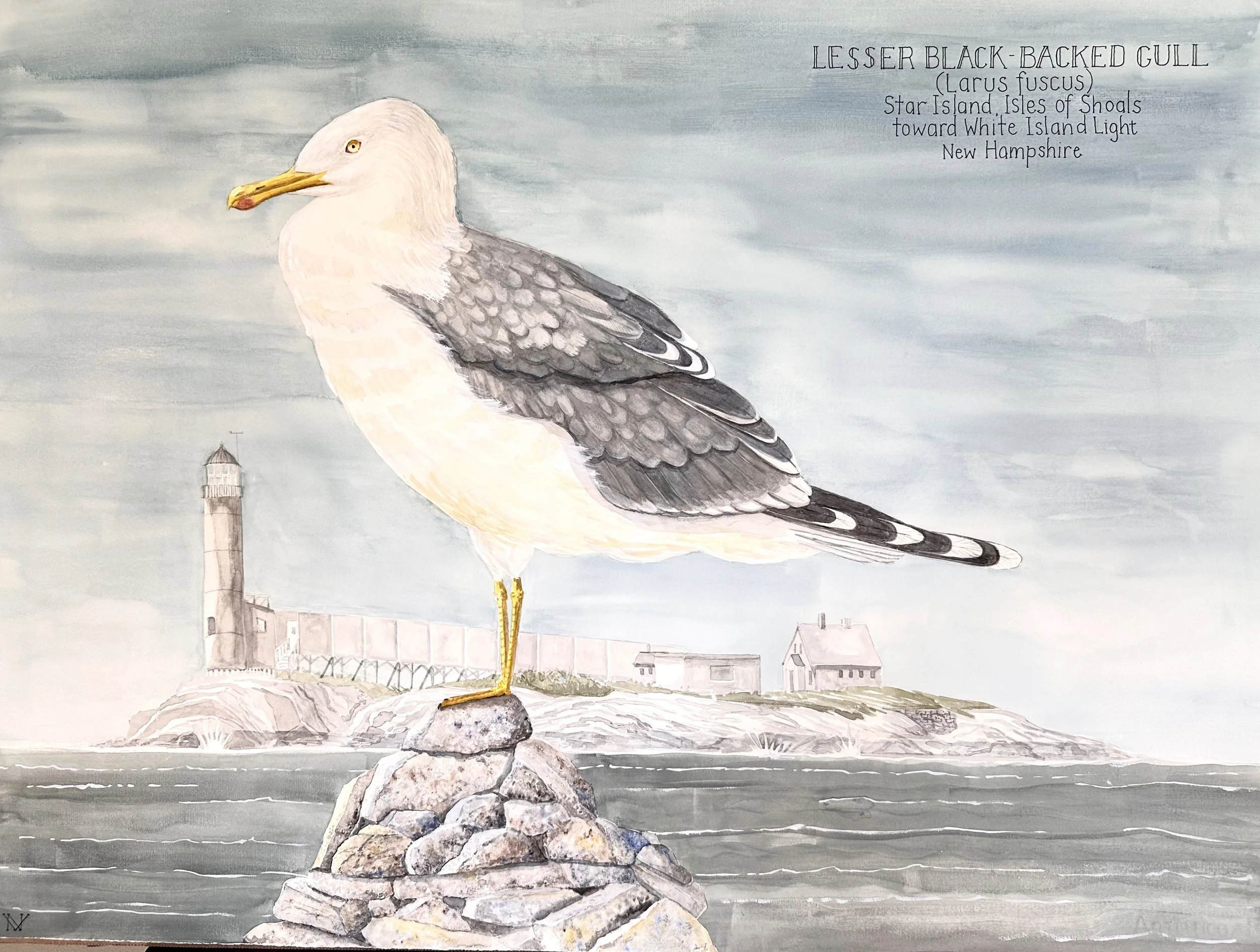 Lesser Black-backed Gull