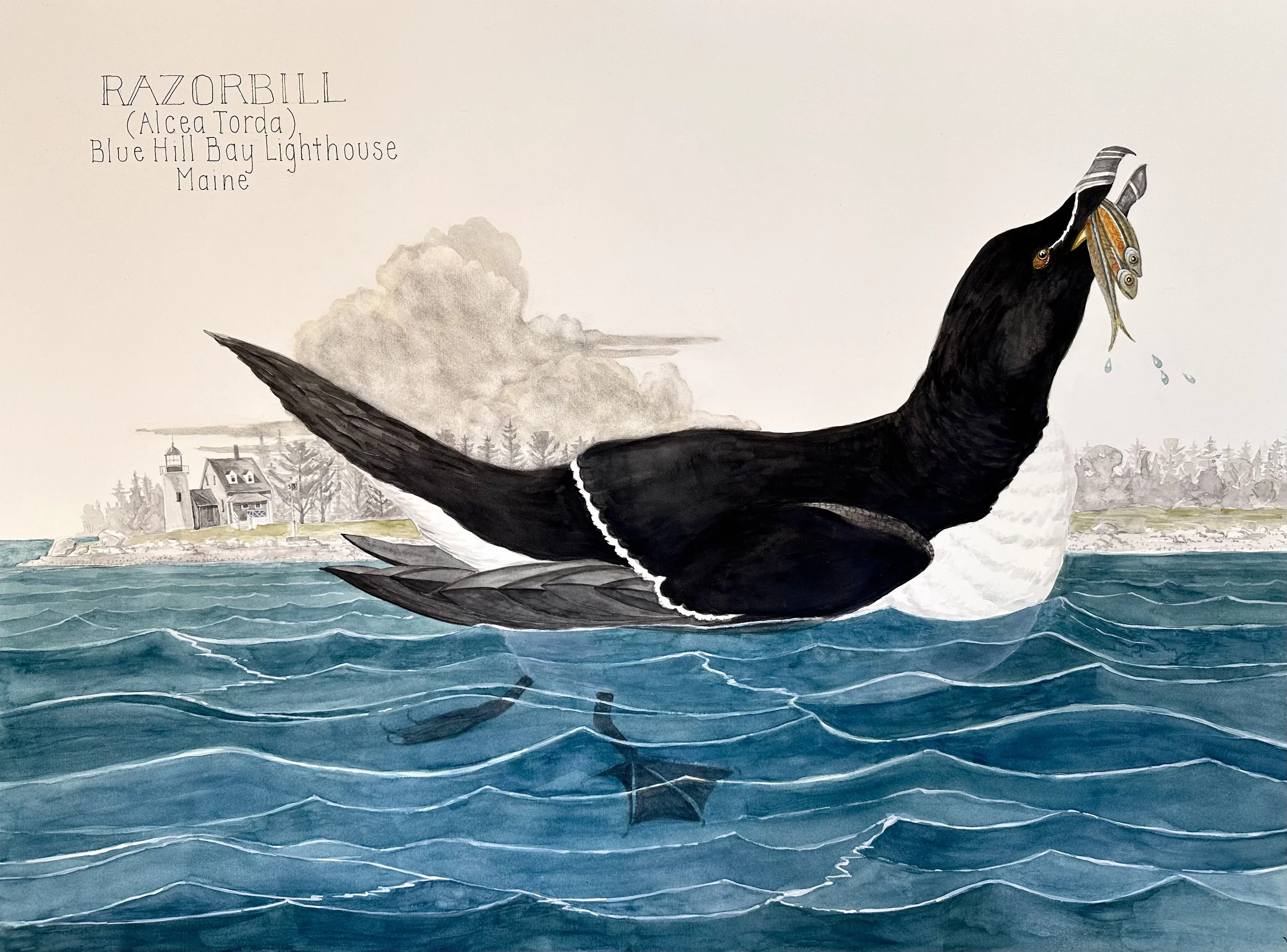 Razorbill