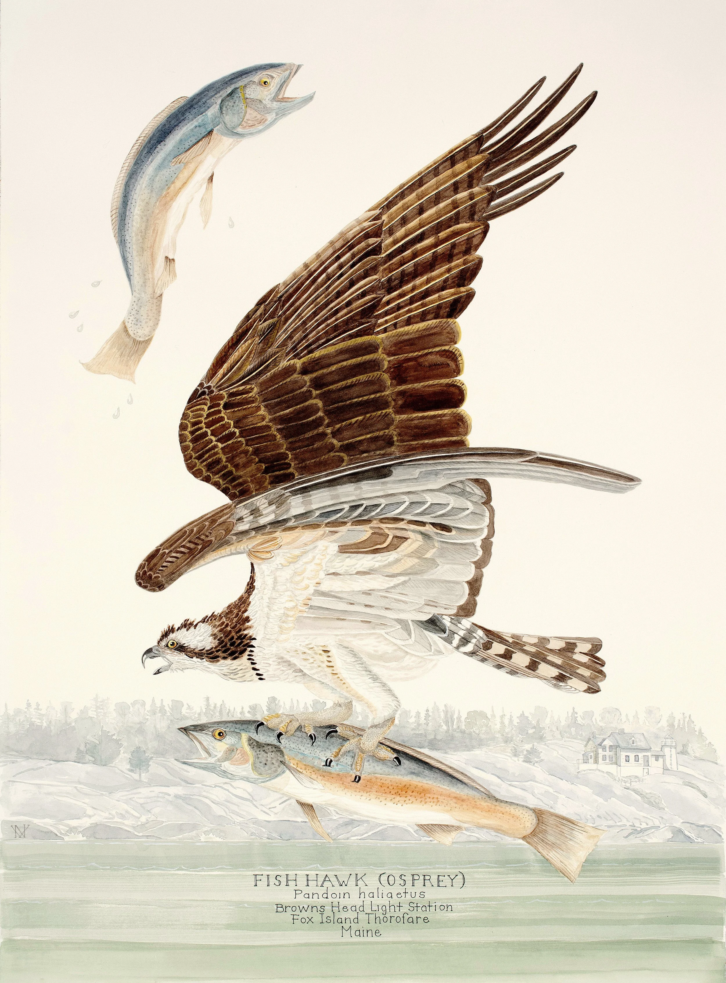 Fish Hawk ( Osprey) and Atlantic Salmon - Maine Wildlife Watercolor Print