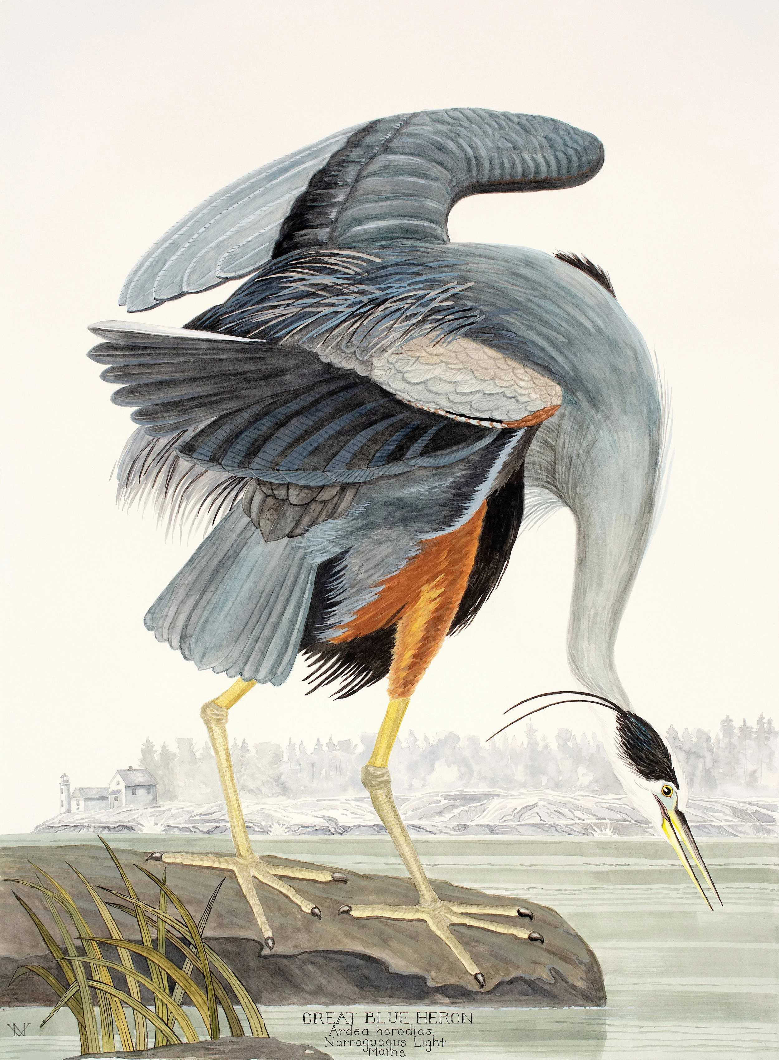Great Blue Heron- Maine wWildlife Watercolor Print