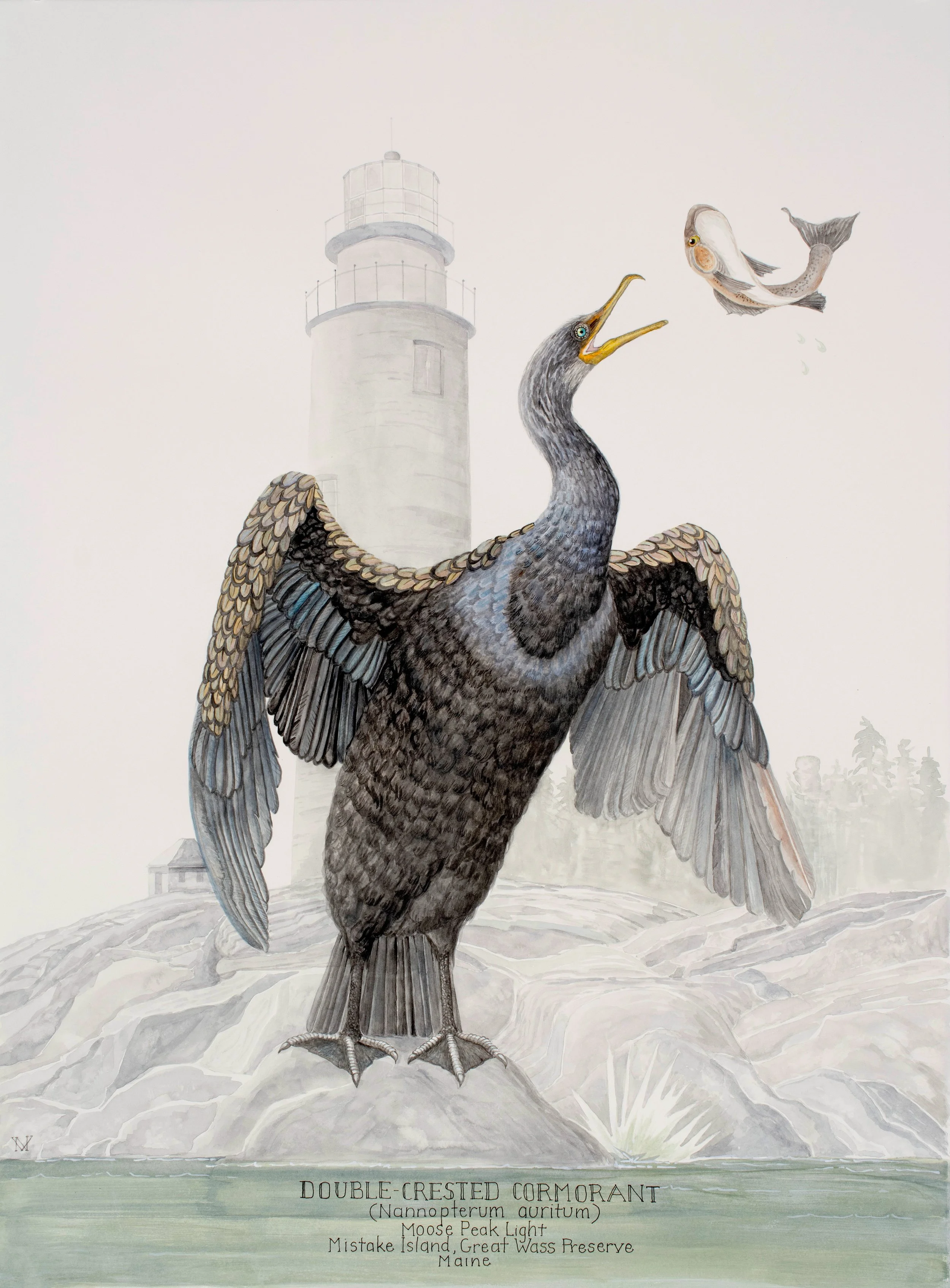 Double- crested Cormorant