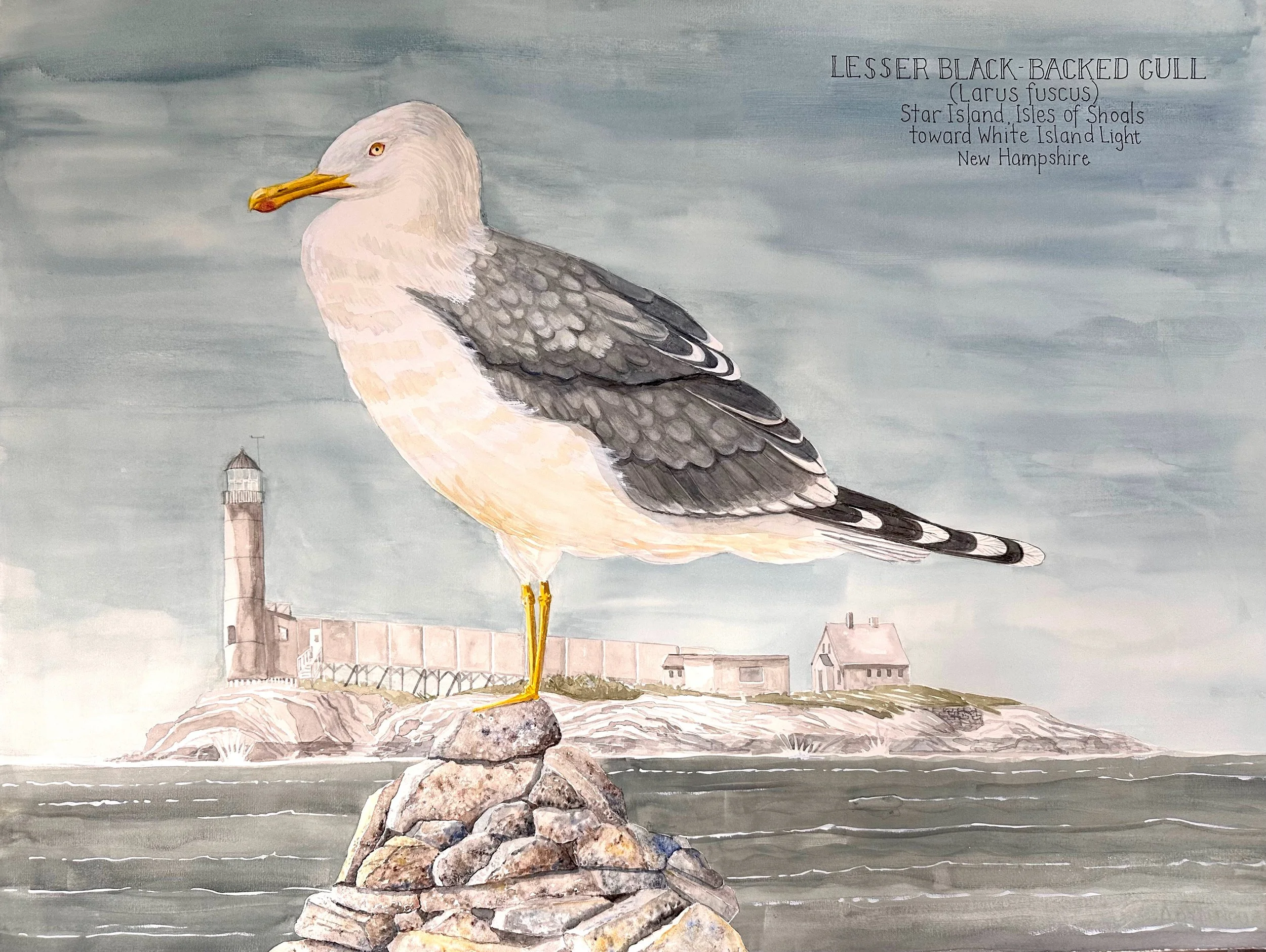 Lesser black-backed gull