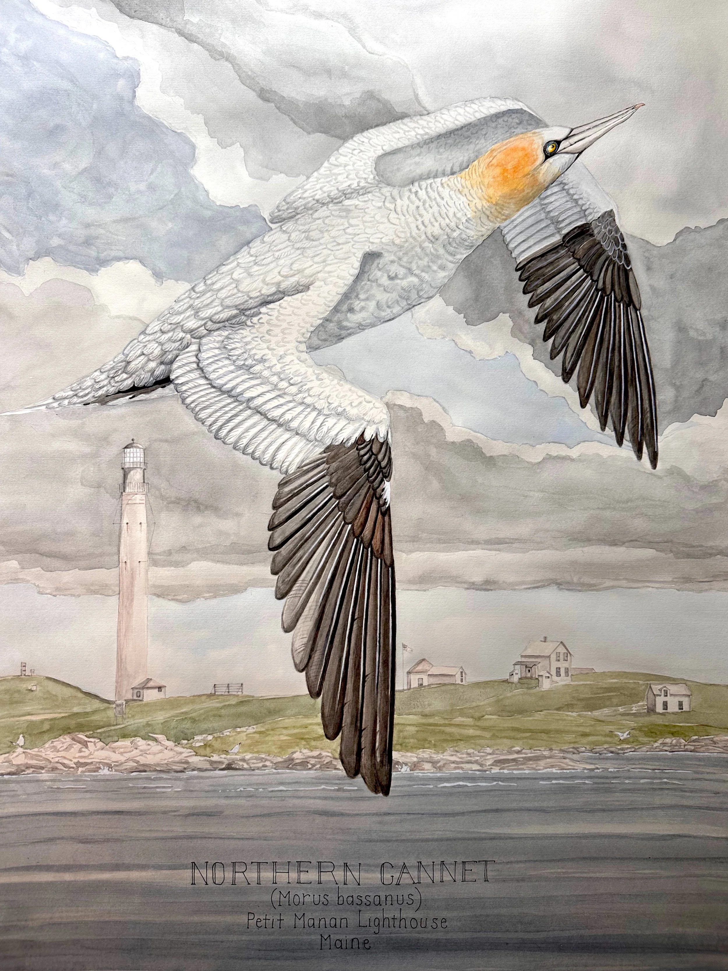 Northern Gannet