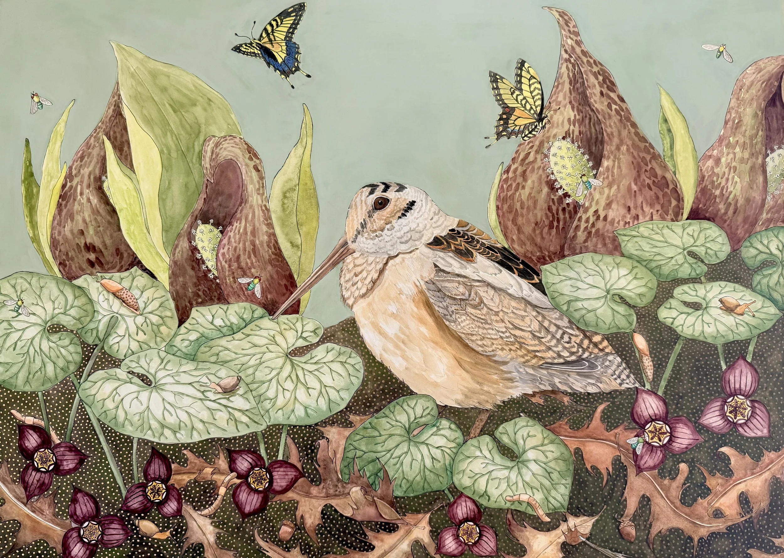 American Woodcock