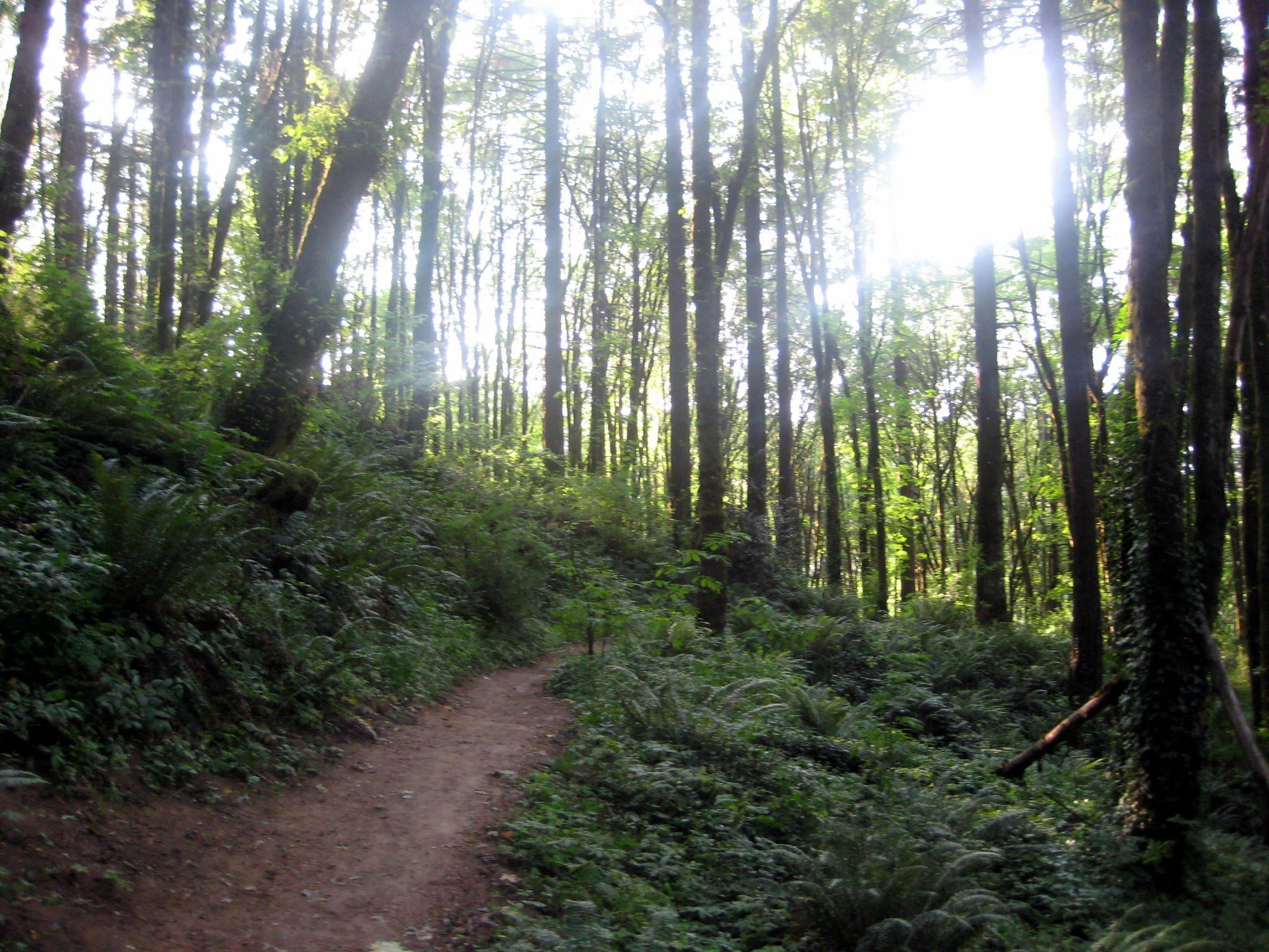 Gatineau Park Trail Race