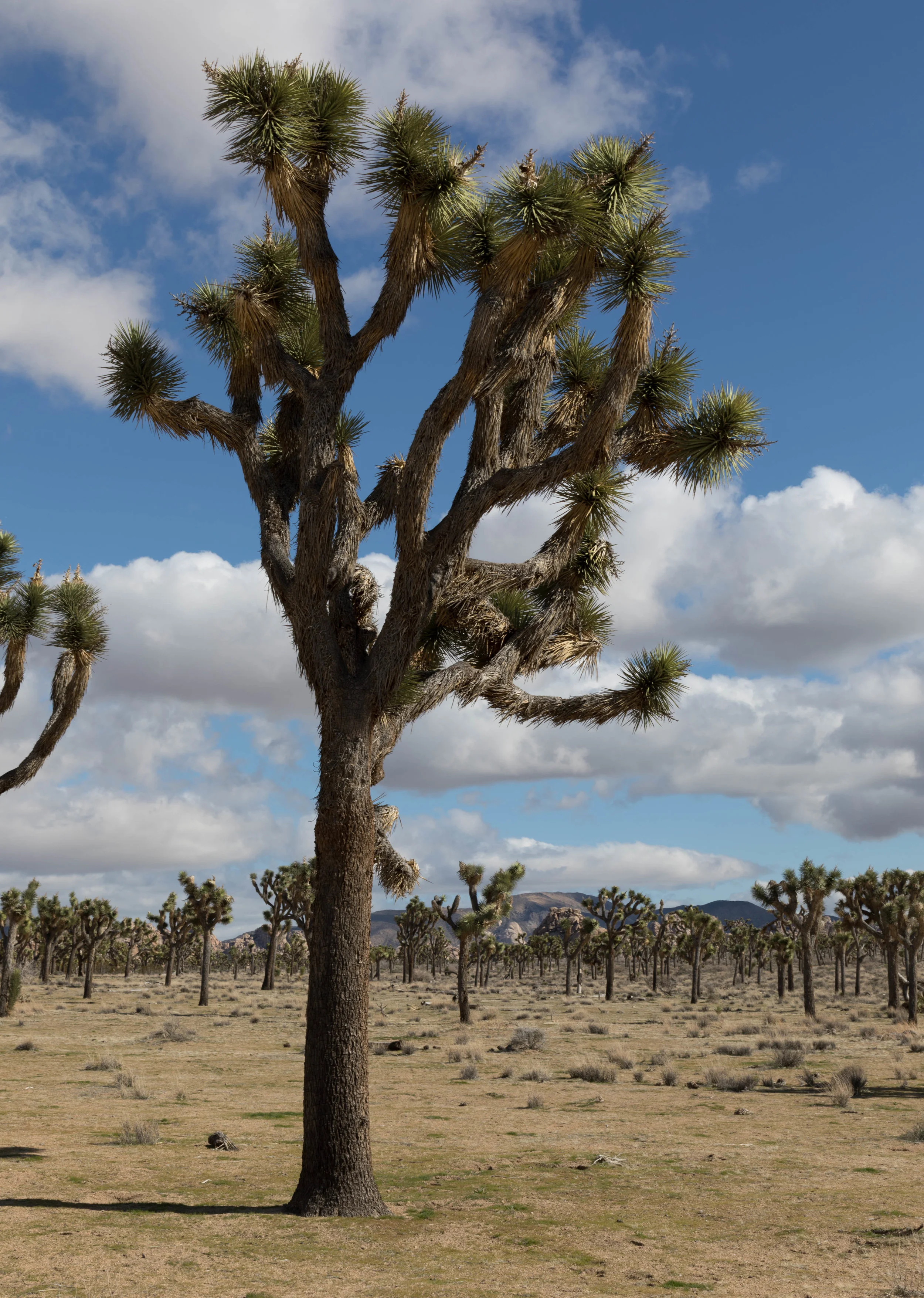 joshua trees.jpg