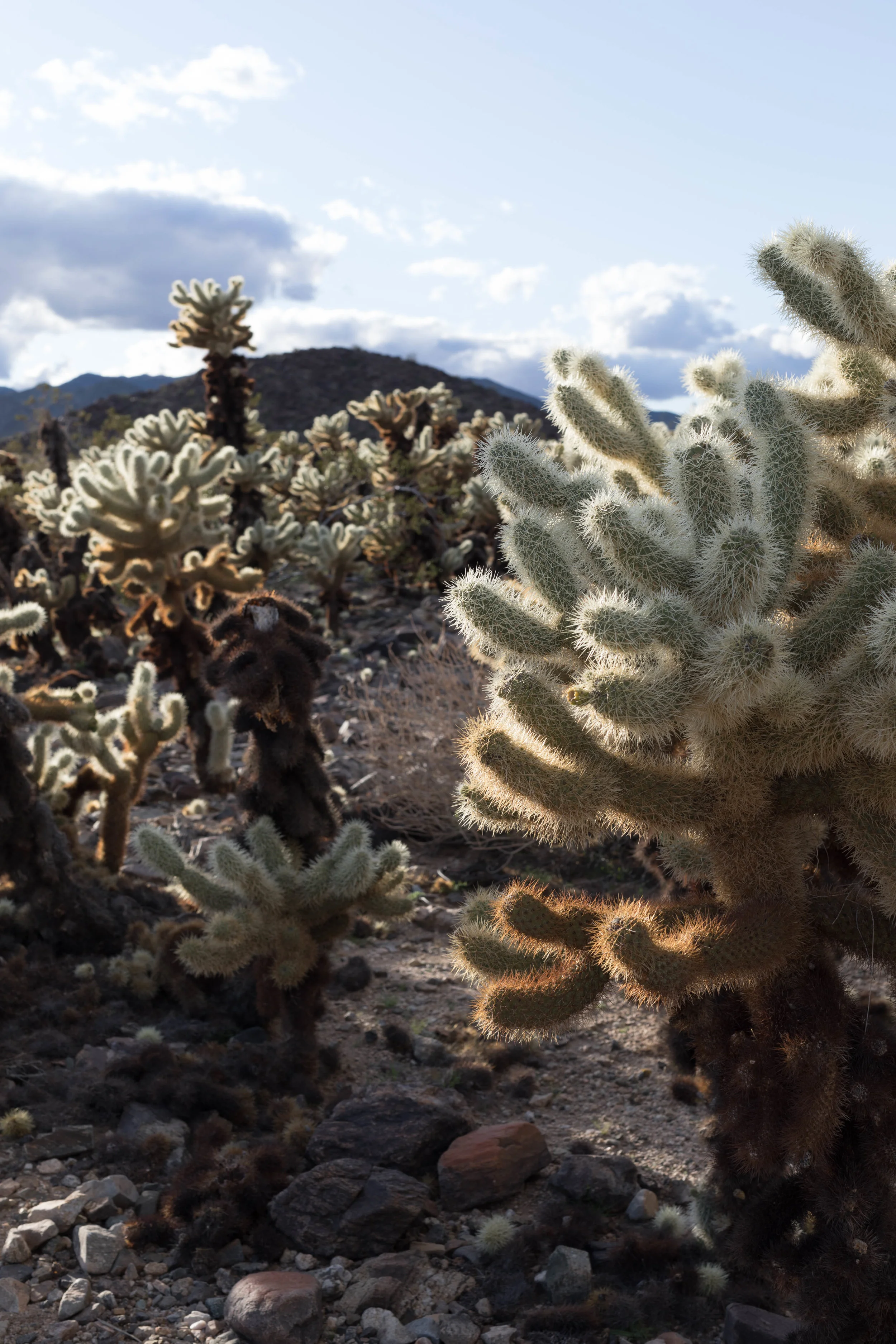 cholla2.jpg