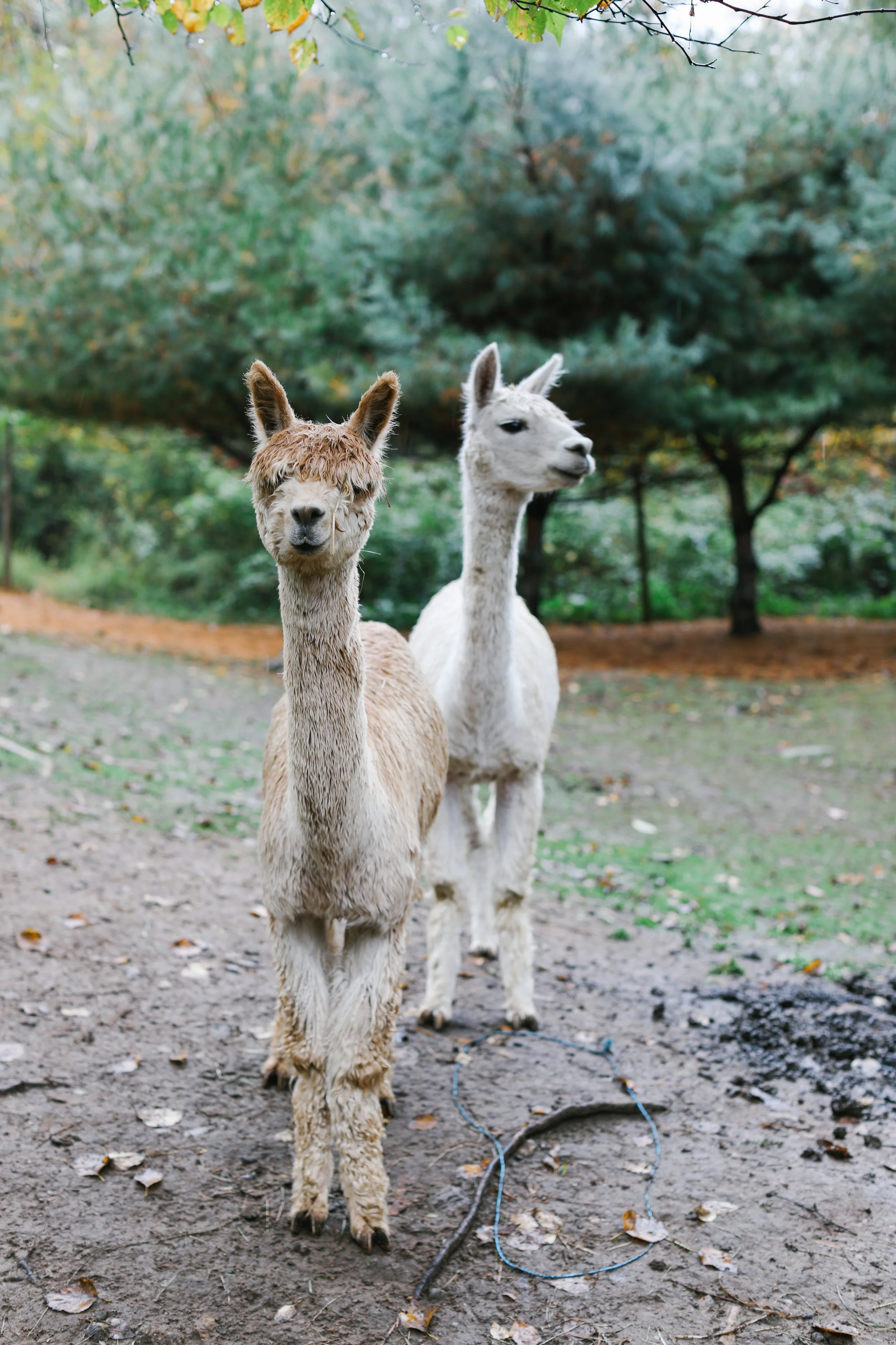 Suri alpacas!