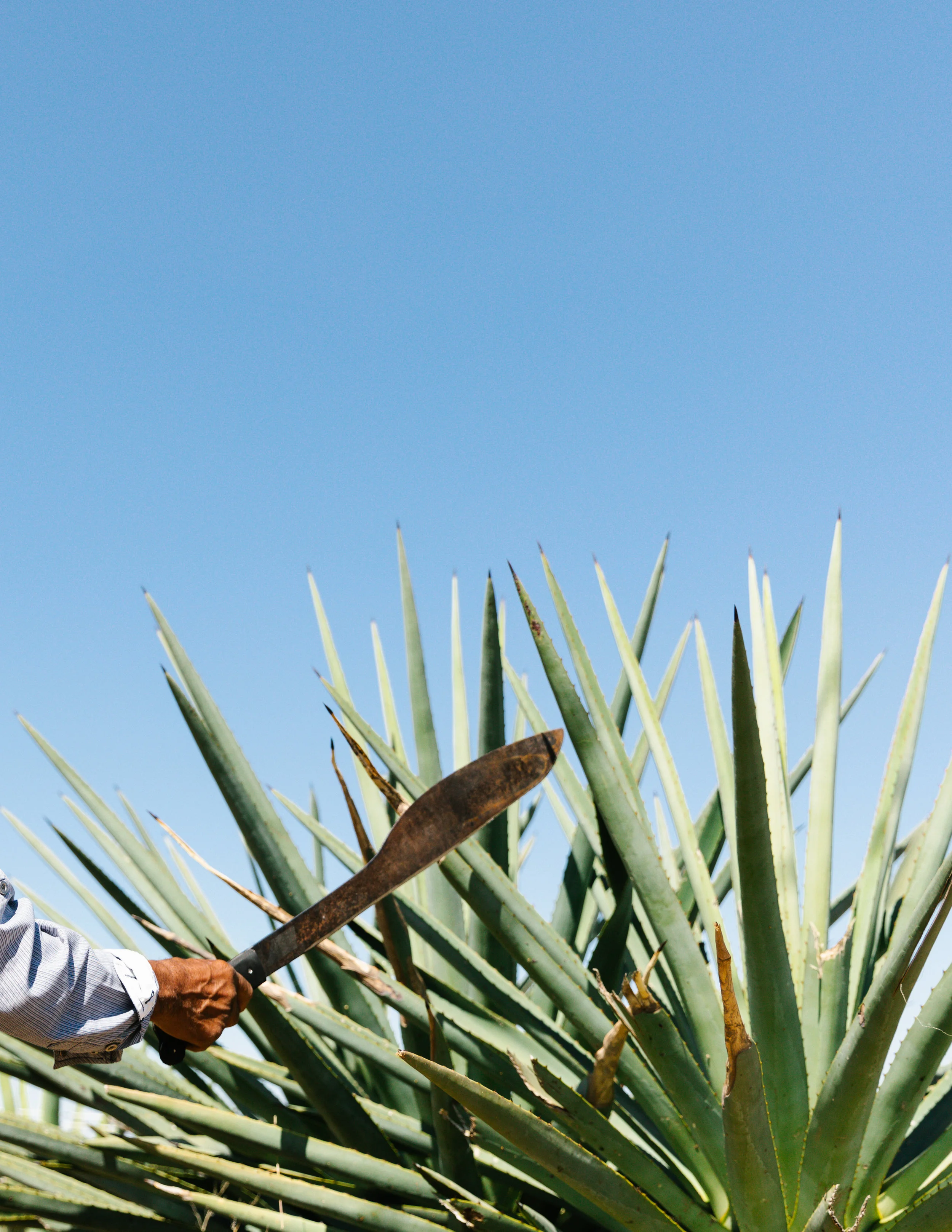 agave-1.jpg