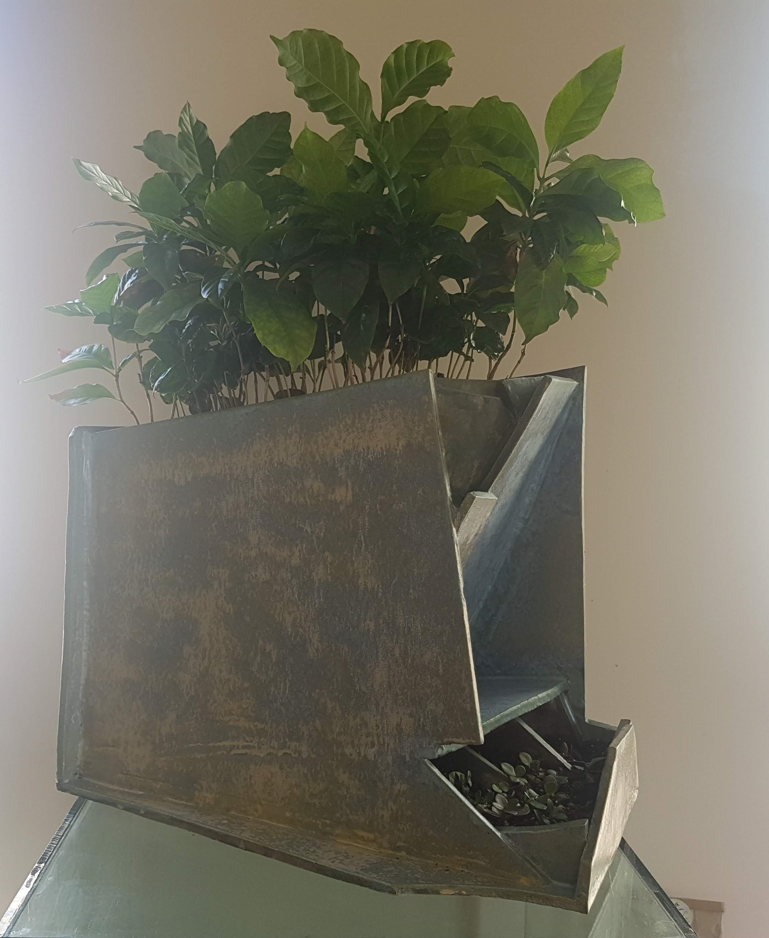 glazed clay, coffee plant approximately 19Wx27Hx10D inches