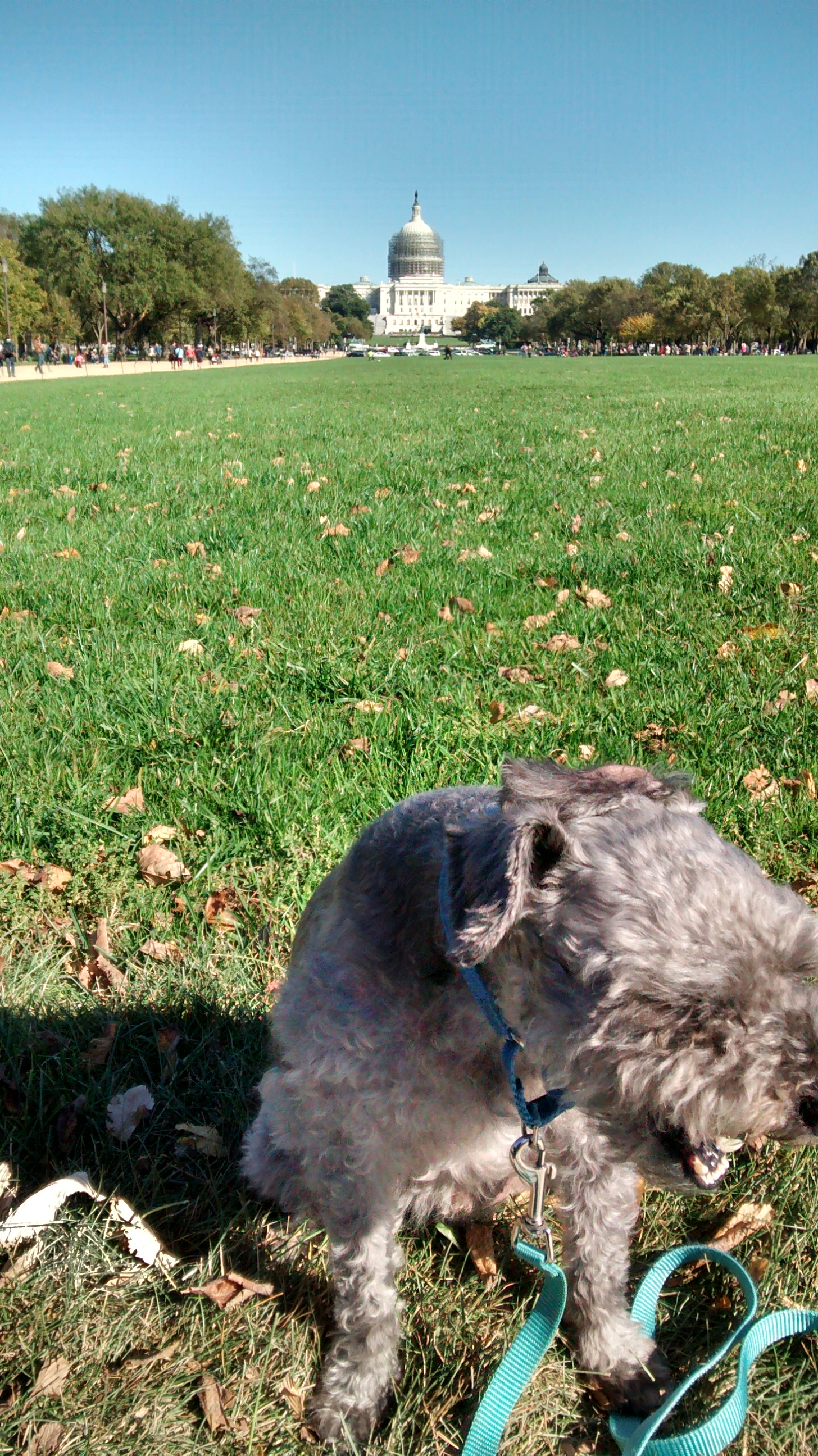 T-dog tried to think of something to buy, but got bored.