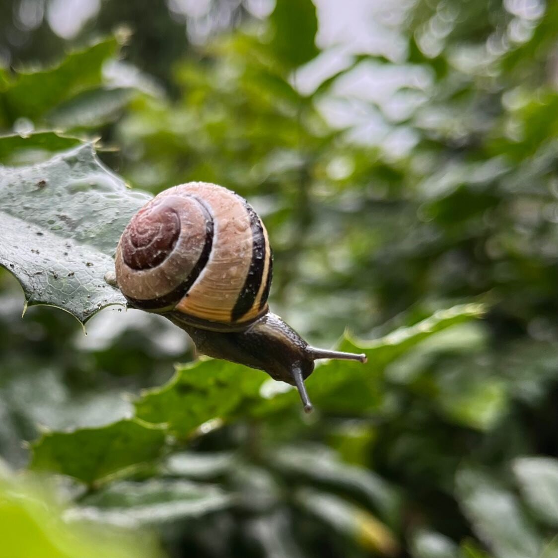 Love seeing cool critters in your lawn? Plants and trees provide wildlife with food and shelter in addition to adding beauty to your space! But it&rsquo;s important to plant the right things so pollinators and other wildlife can thrive. Unsure what p