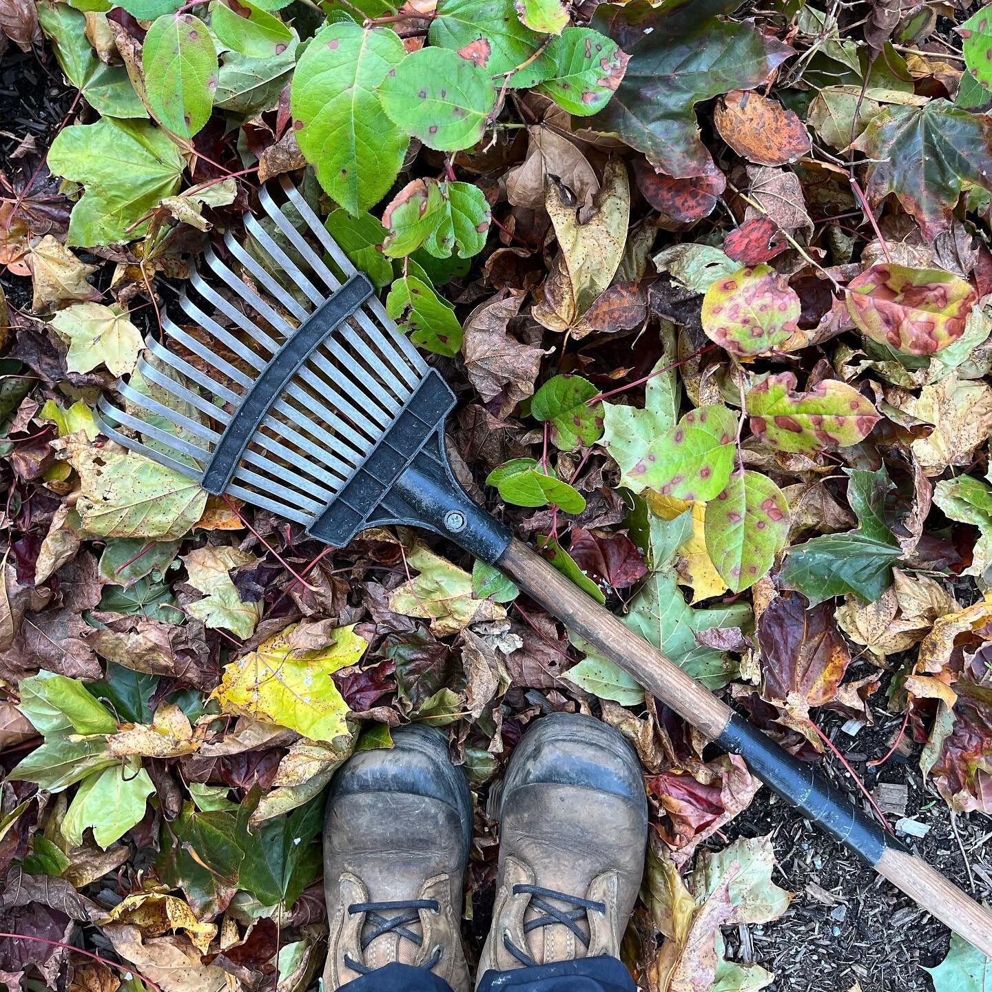 Leave the leaves! 🍁
Did you know leaving fallen leaves in your garden beds is a great way to provide your plants with a natural mulch? As leaves break down they can help suppress weed growth and fertilize your soil - for free! Leaf litter also provi