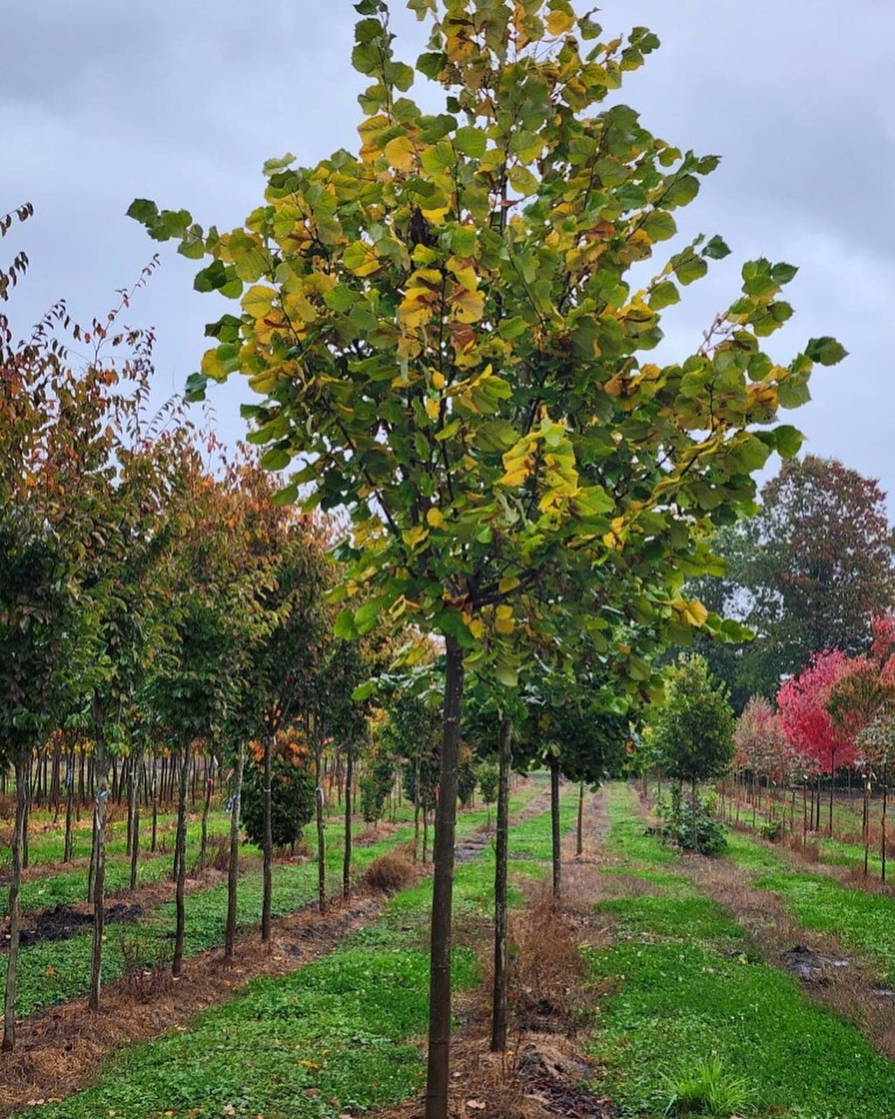 Did you know trees improve productivity, creativity, quality of life, and physical and mental health? We can help you choose the right trees for your home and care for them. After all - a healthy tree makes for a healthy life! #seatosky #landscapedes