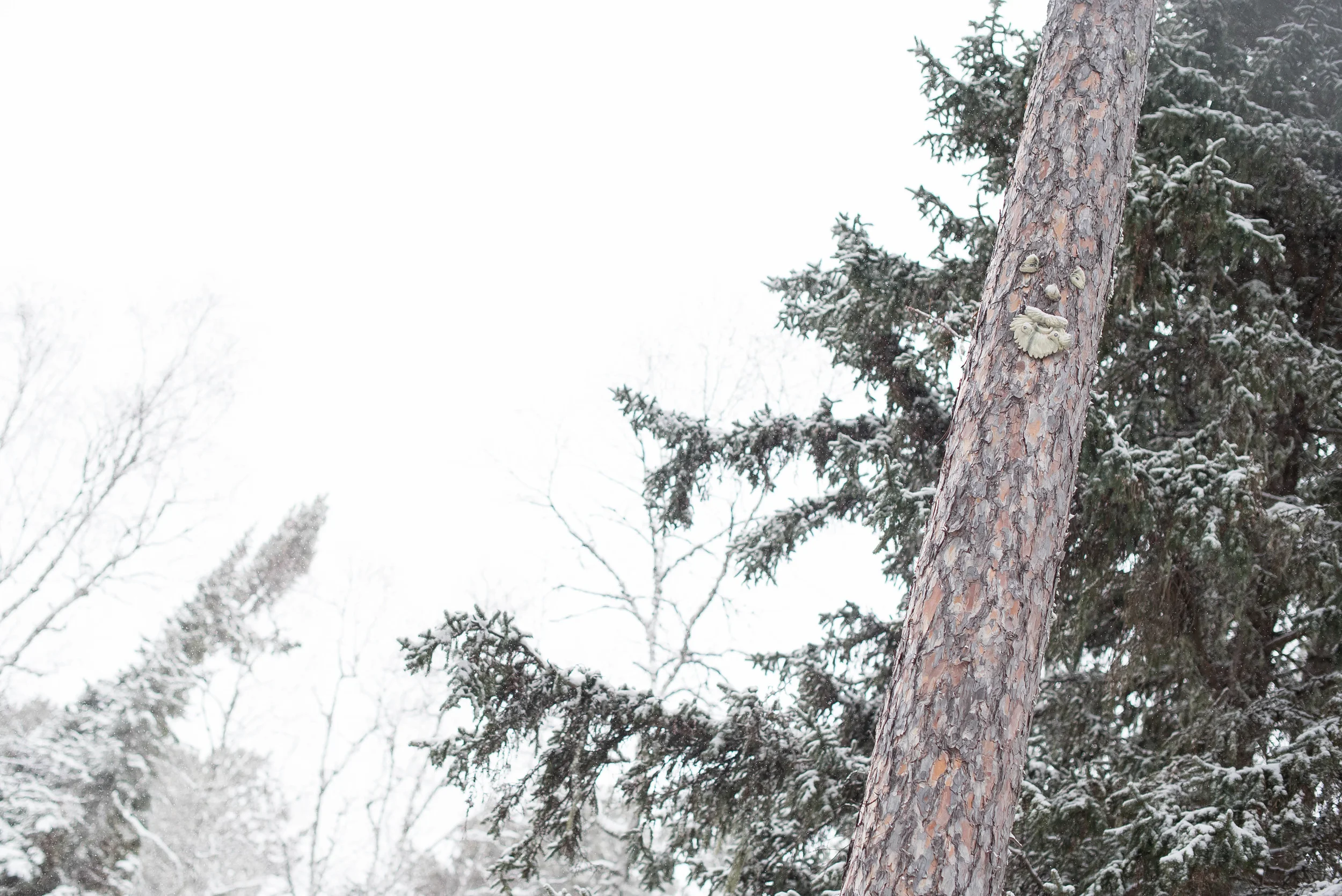Since Lorne used to work for Abram Lake Park and knows all about the location, he pointed out one of the faces built into a tree we passed on the property... do you see it?