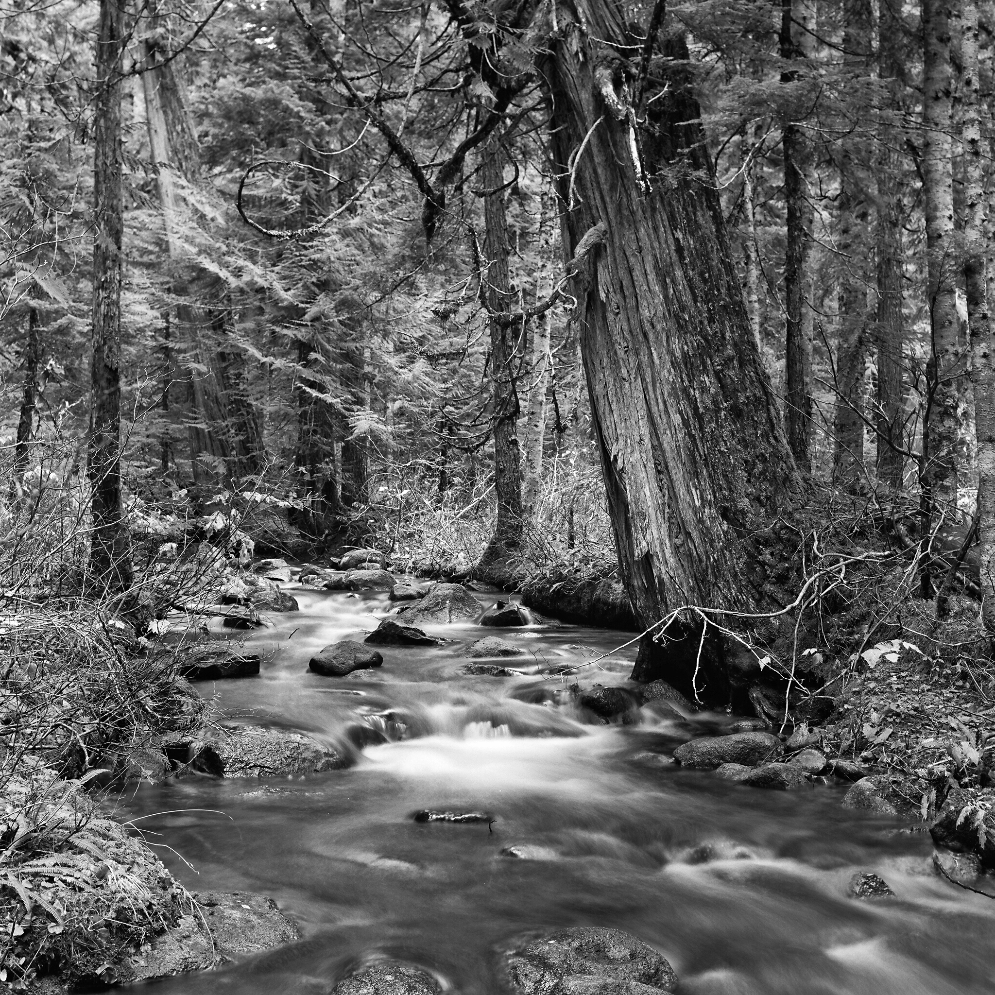  Alpine Lakes Wilderness, Washington © 2012.  Image: Rolleiflex 2.8 F + Zeiss Planar 1:2.8/80mm. 