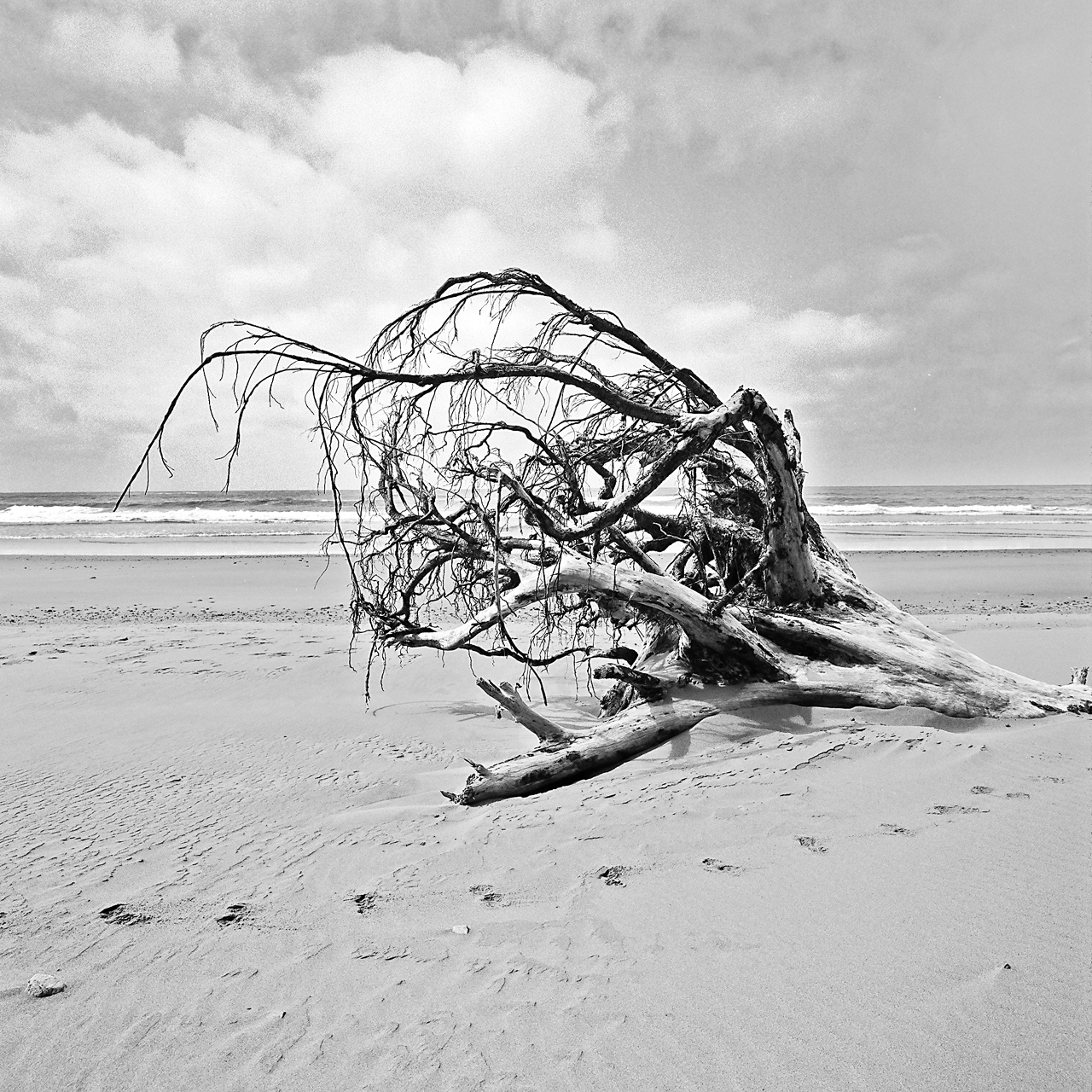  Second Beach, Olympic National Park, Washington © 2012.  Image: Hasselblad SWC + Zeiss Biogon 1:4.5/38mm. 