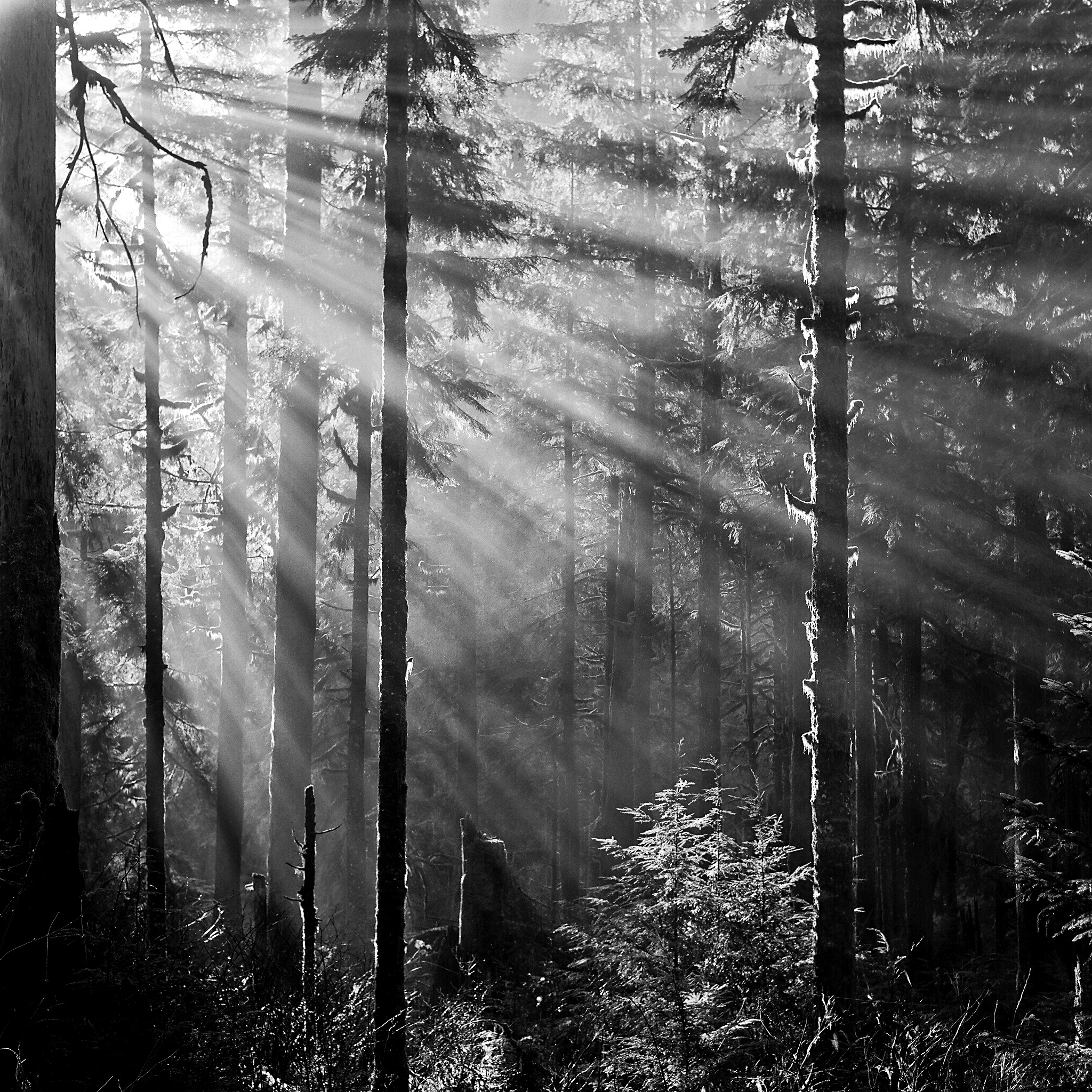  Boulder River Wilderness, Washington © 2012.  Image: Rolleiflex 2.8 F + Zeiss Planar 1:2.8/80mm. 