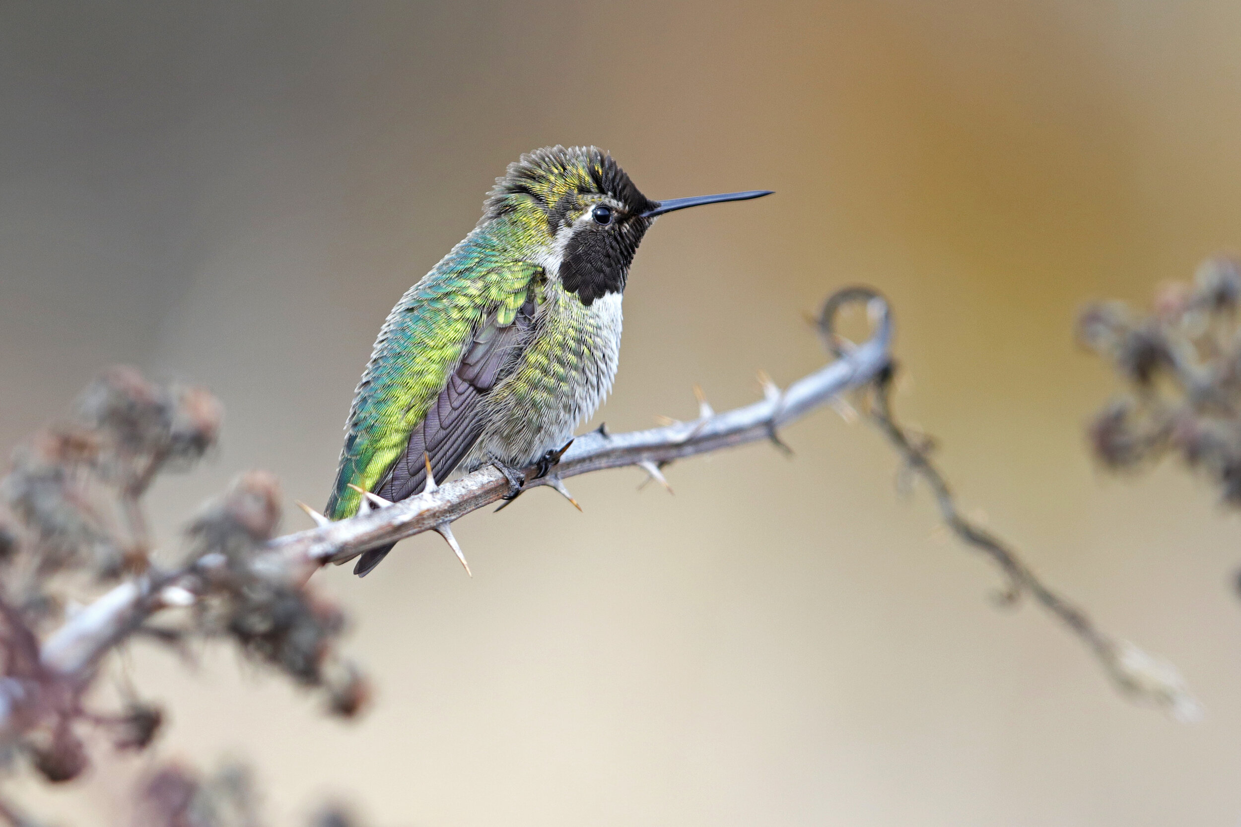  Anna’s Hummingbird, Seattle, Washington © 2021. 