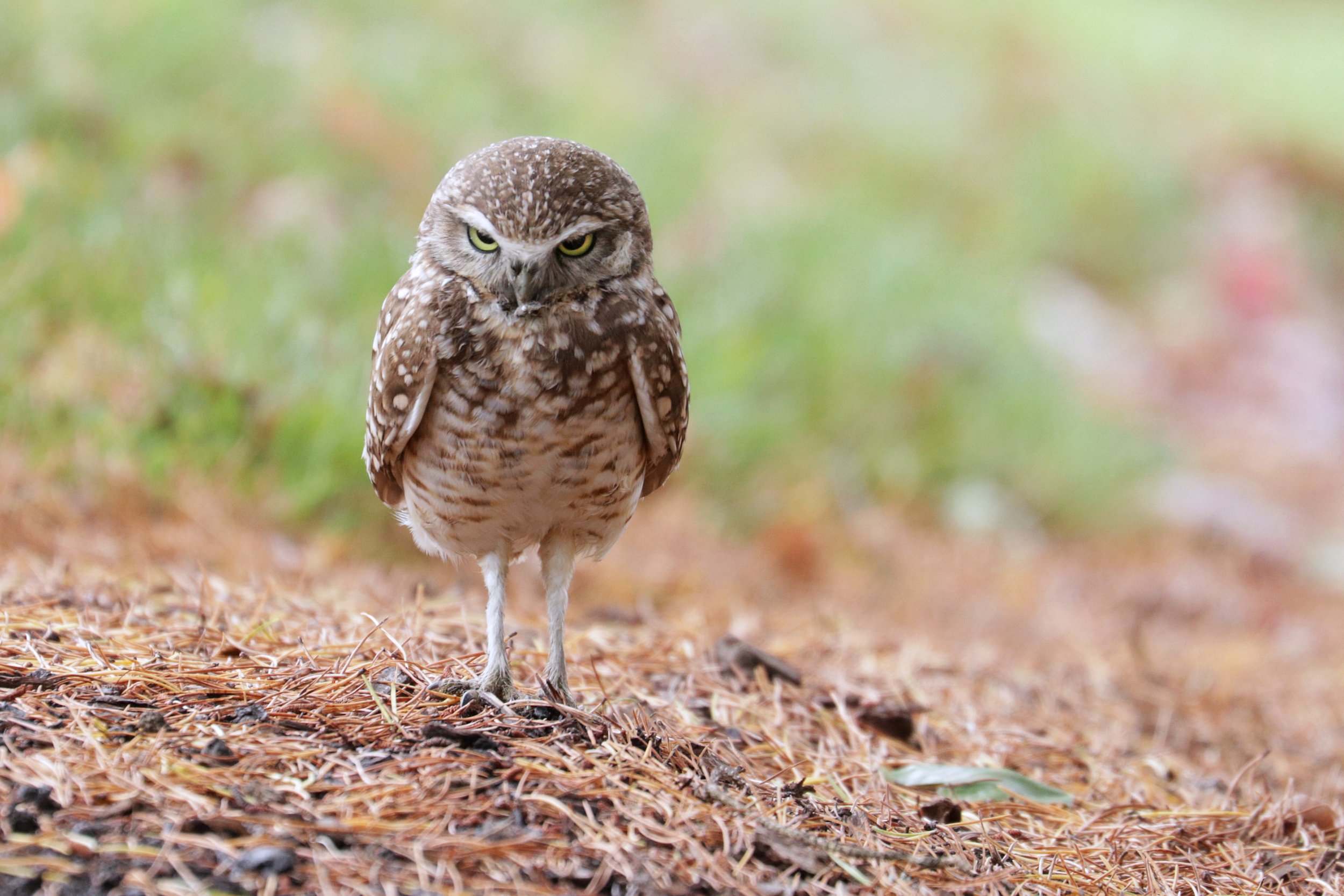  Burrowing Owl, Renton, Washington © 2021. 