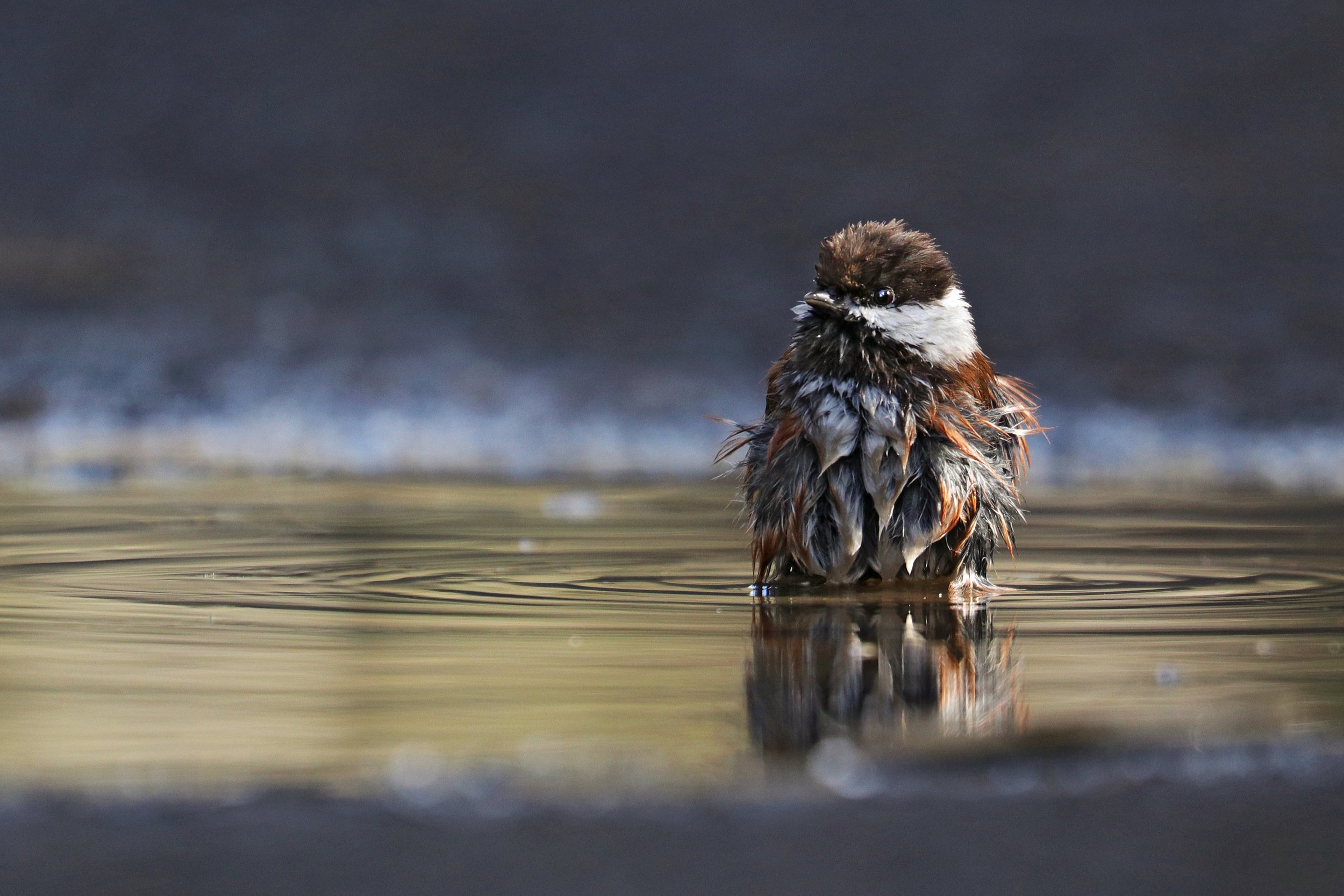  Chestnut-Backed Chickadee, Seattle, Washington © 2022. 