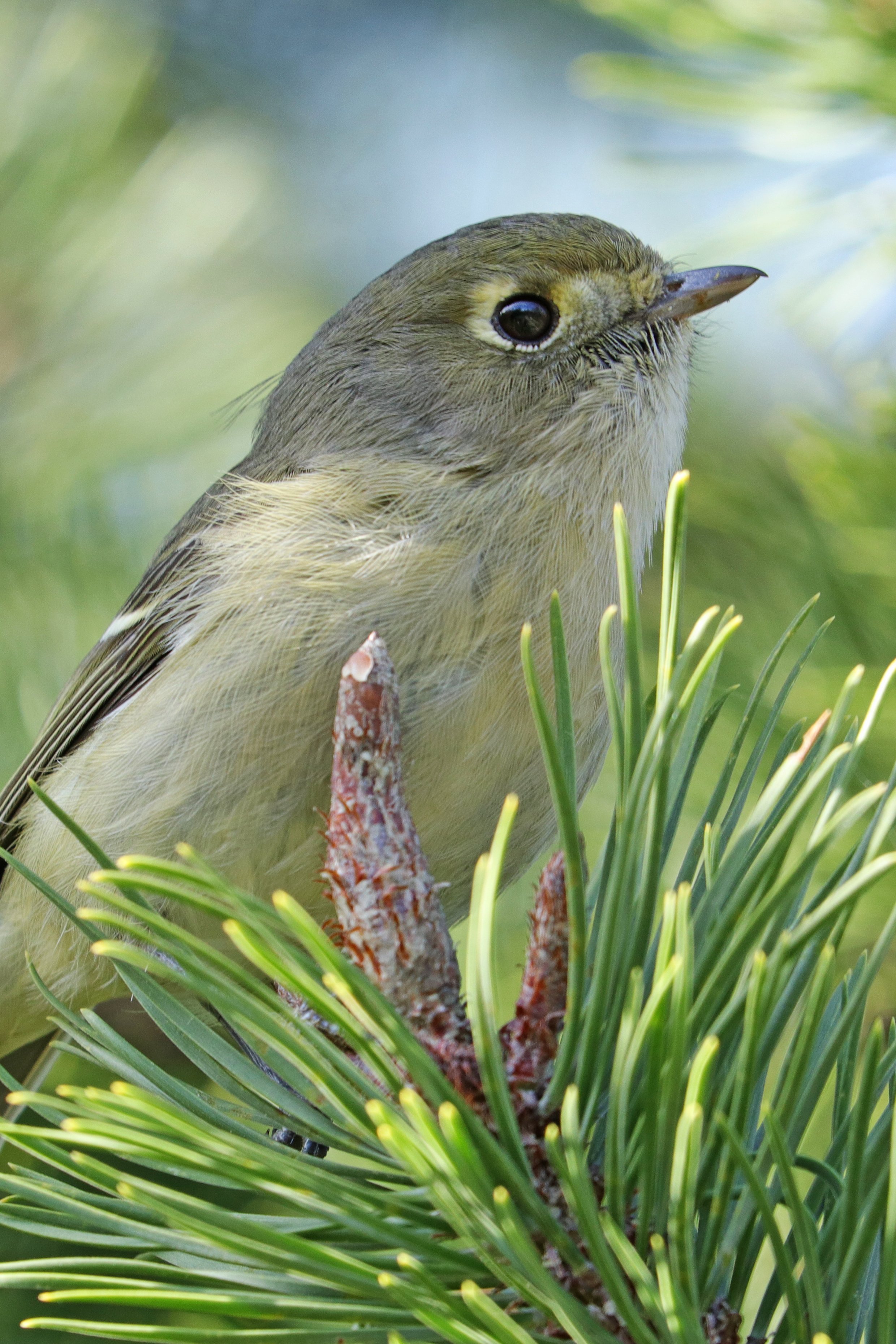  Hutton’s Vireo, Seattle, Washington © 2022. 