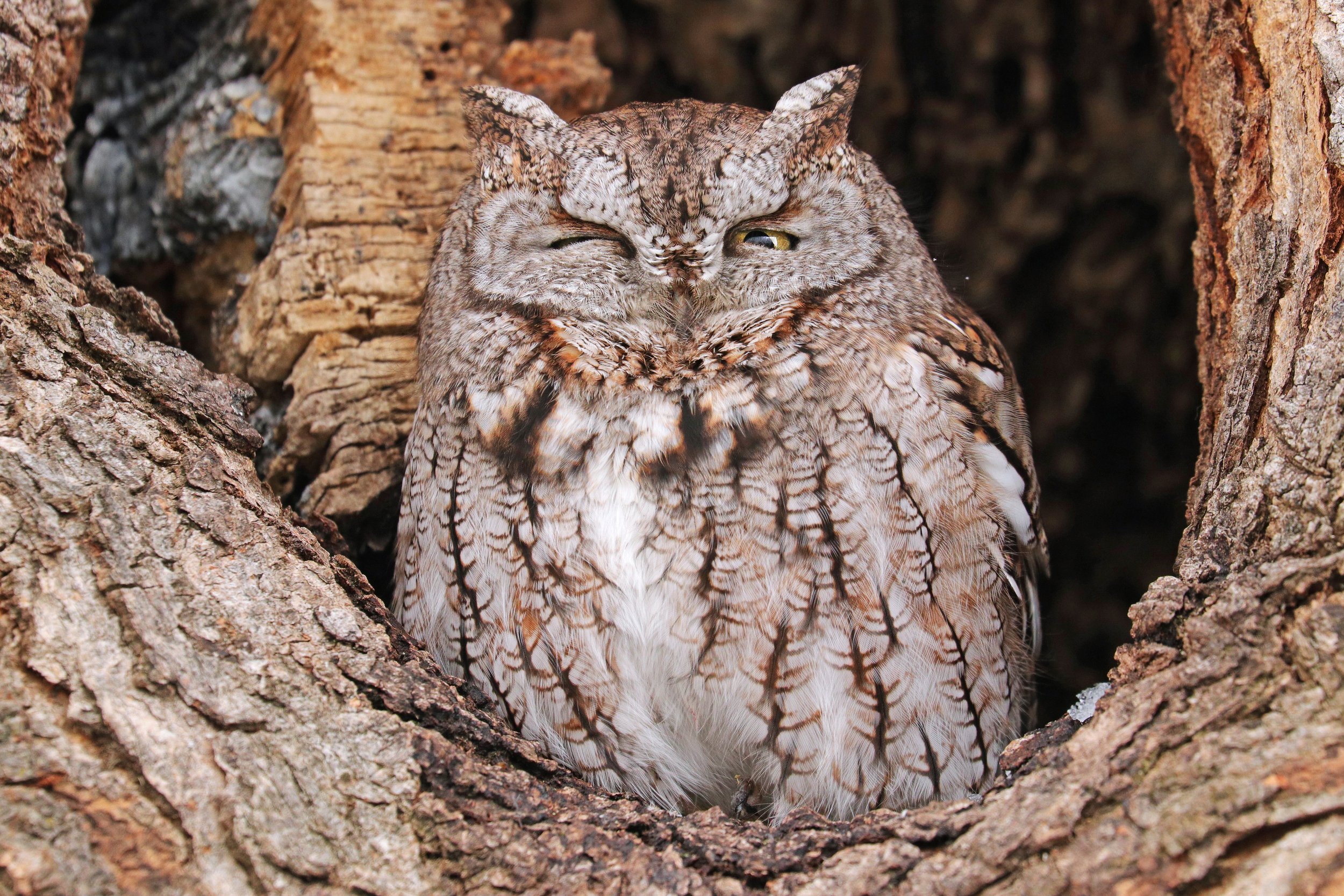  Eastern Screech Owl, Pittsford, New York © 2022. 