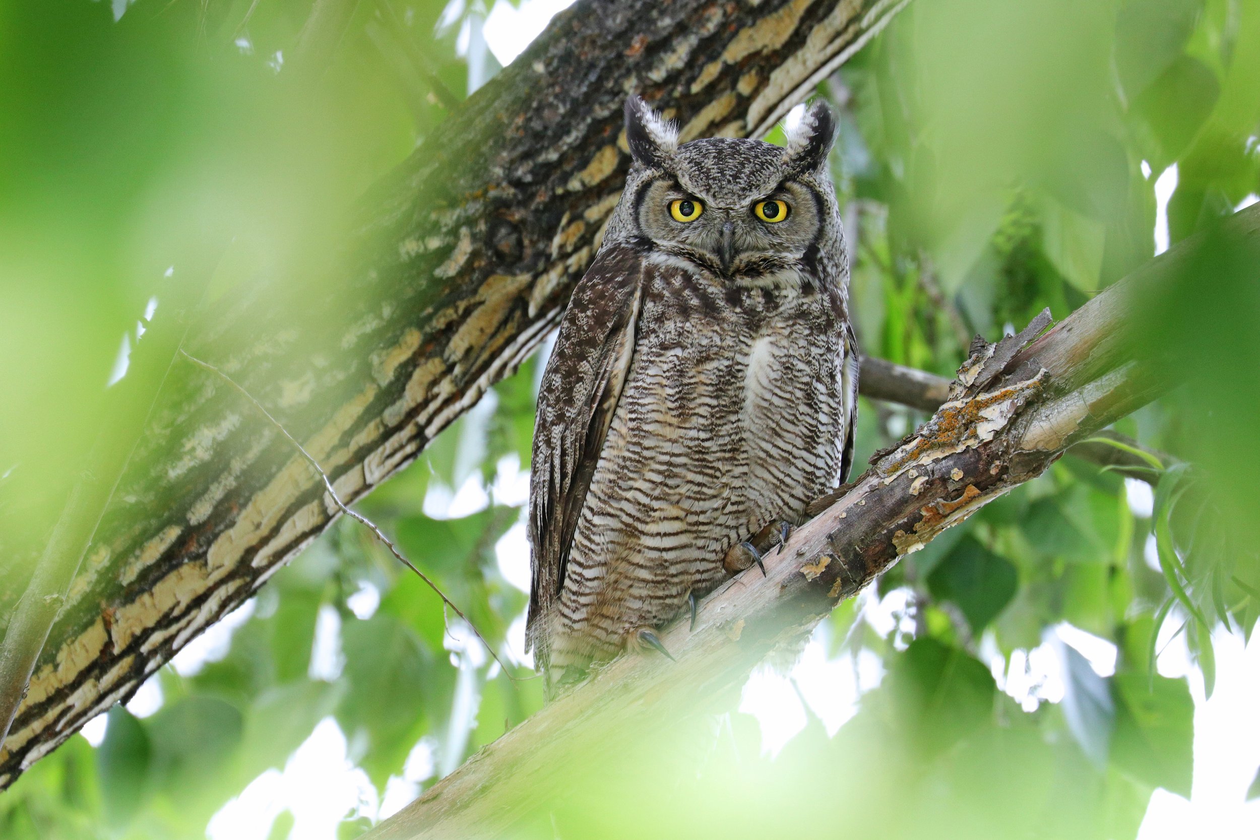  Great Horned Owl, Ellensburg, Washington © 2022. 