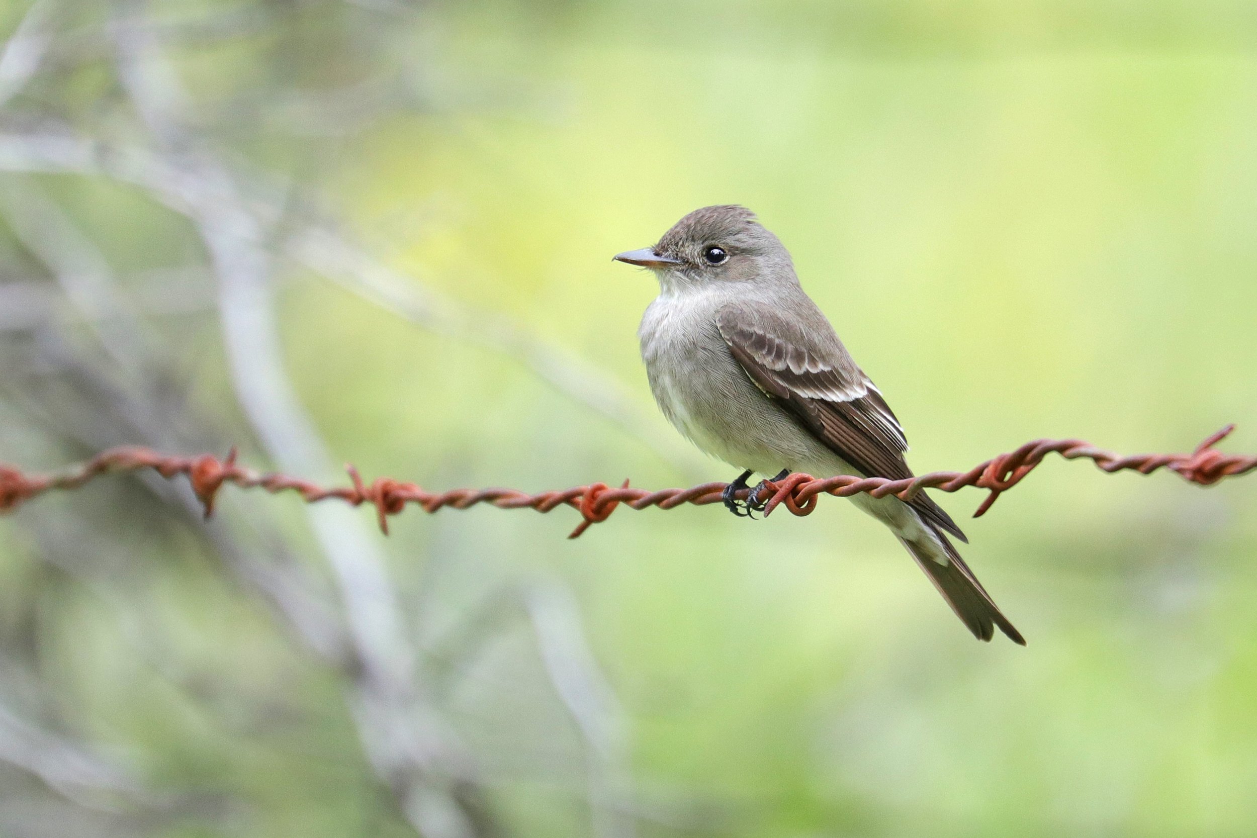  Western Wood-Pewee, Wenas, Washington © 2022. 