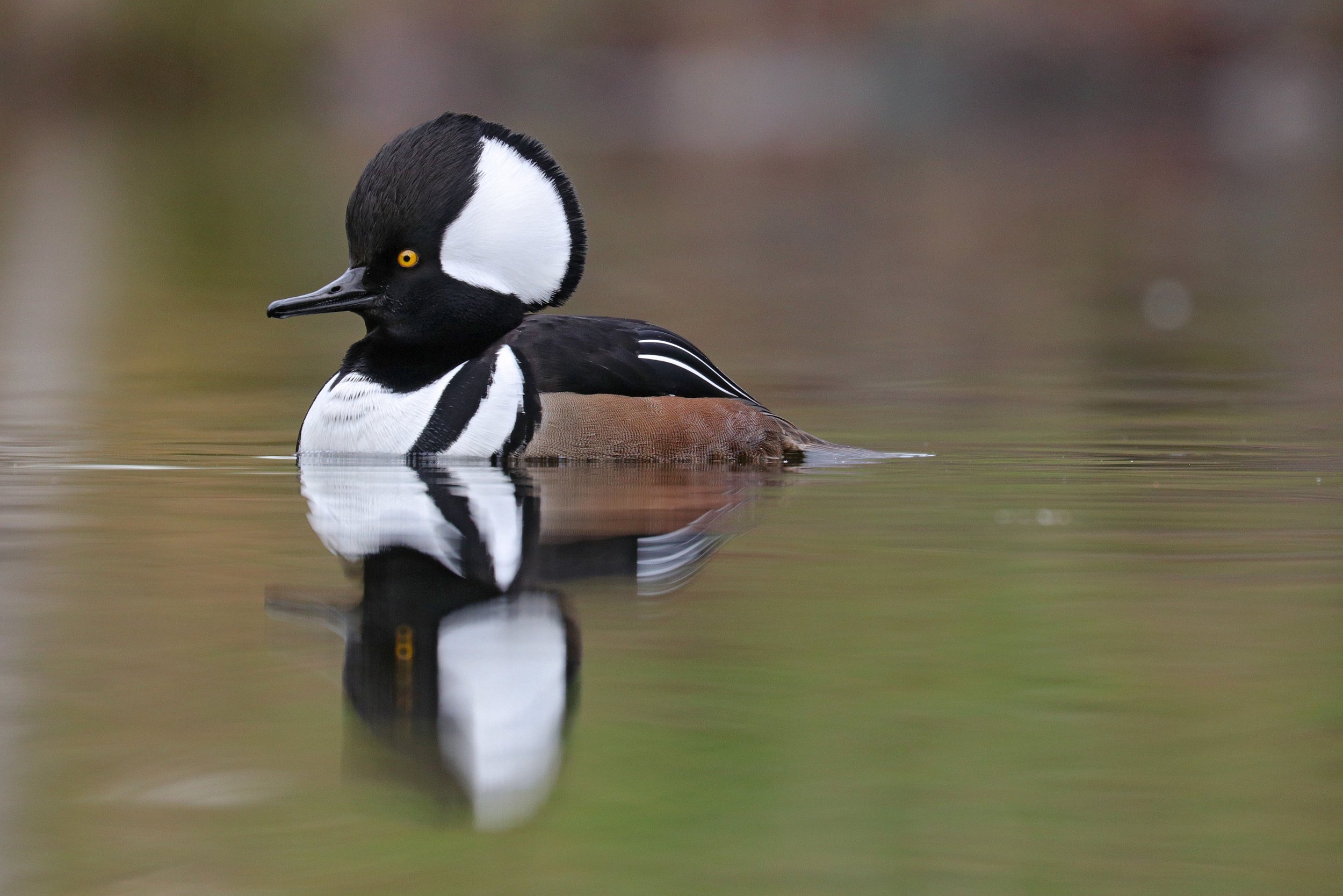  Hooded Merganser, Seattle, Washington © 2023. 