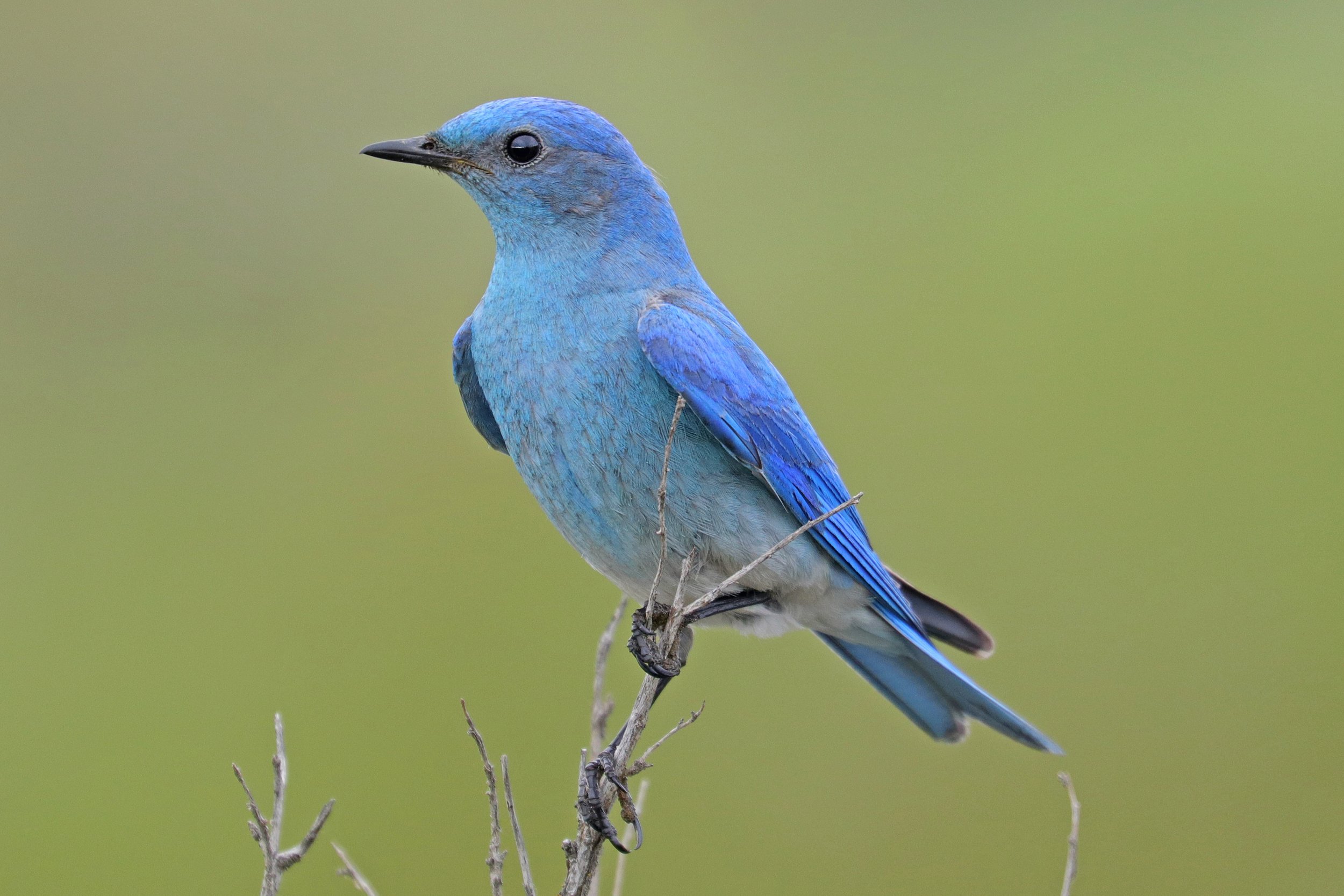  Mountain Bluebird, Ellensburg, Washington © 2022. 