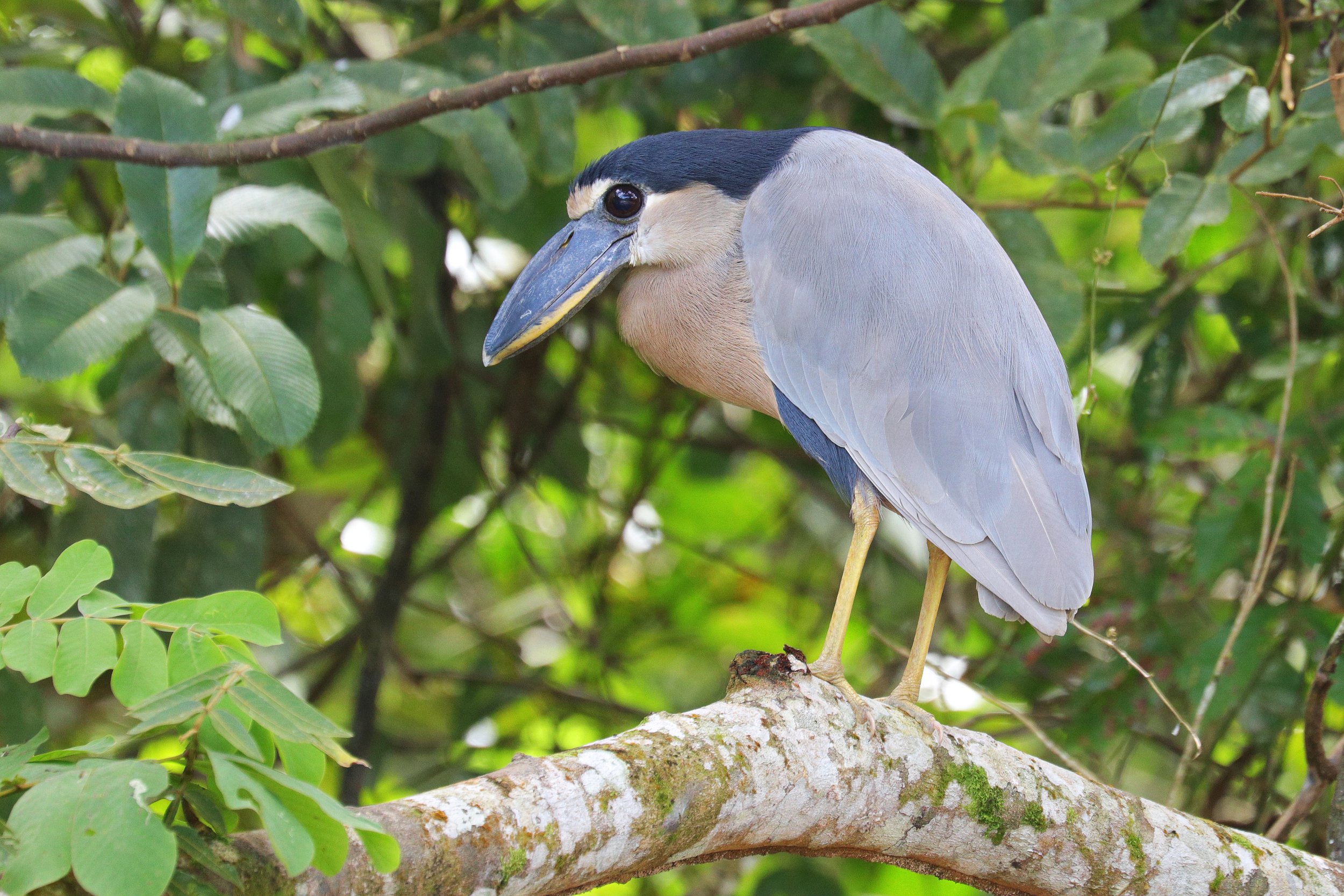  Boat-Billed Heron, Caño Negro, Costa Rica © 2023. 