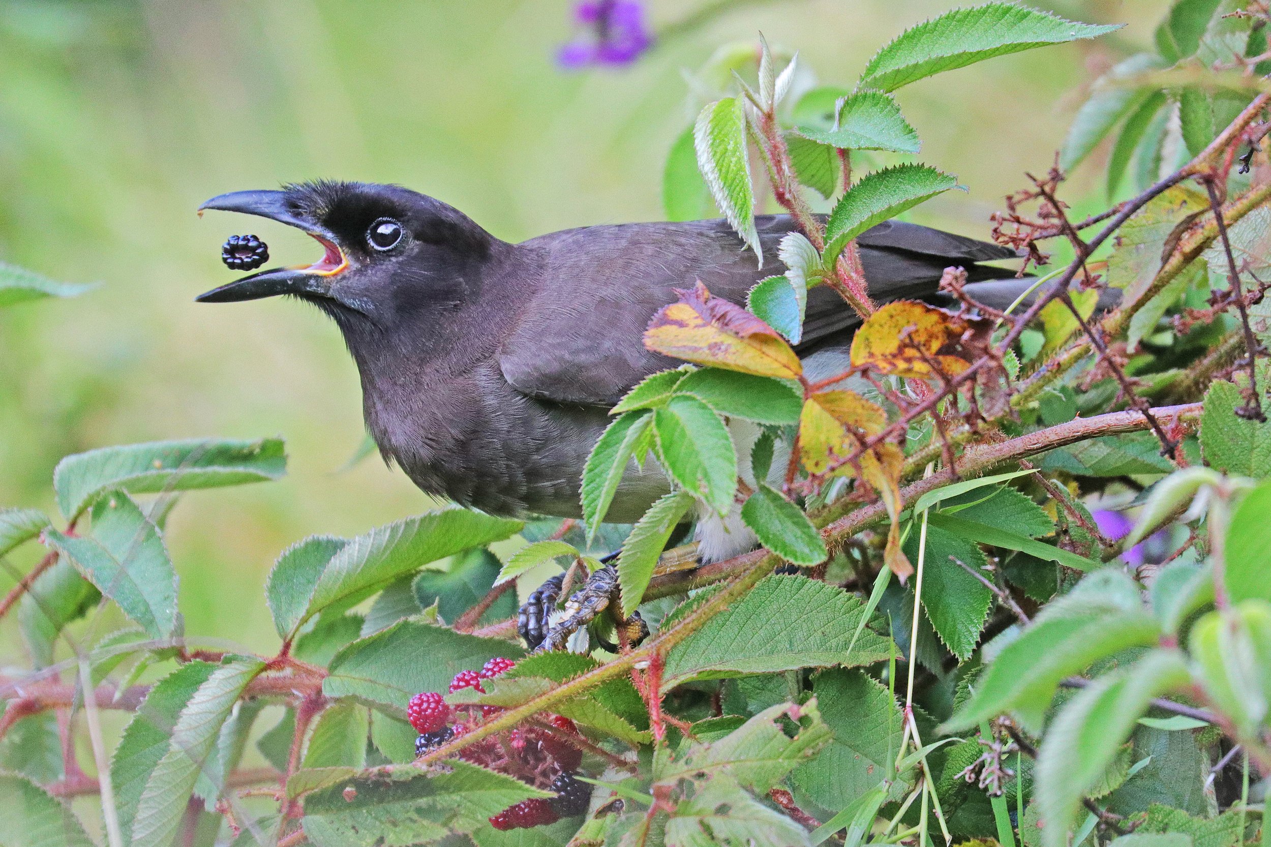  Brown Jay, Monteverde, Costa Rica © 2023. 