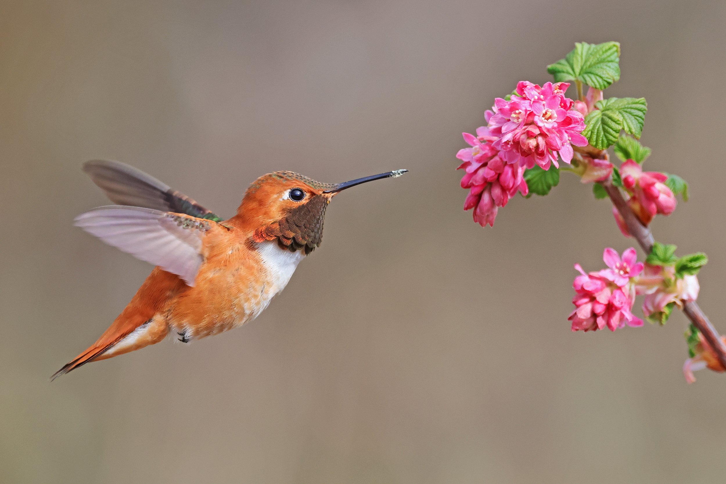  Rufous Hummingbird, Camano Island, Washington © 2023. 