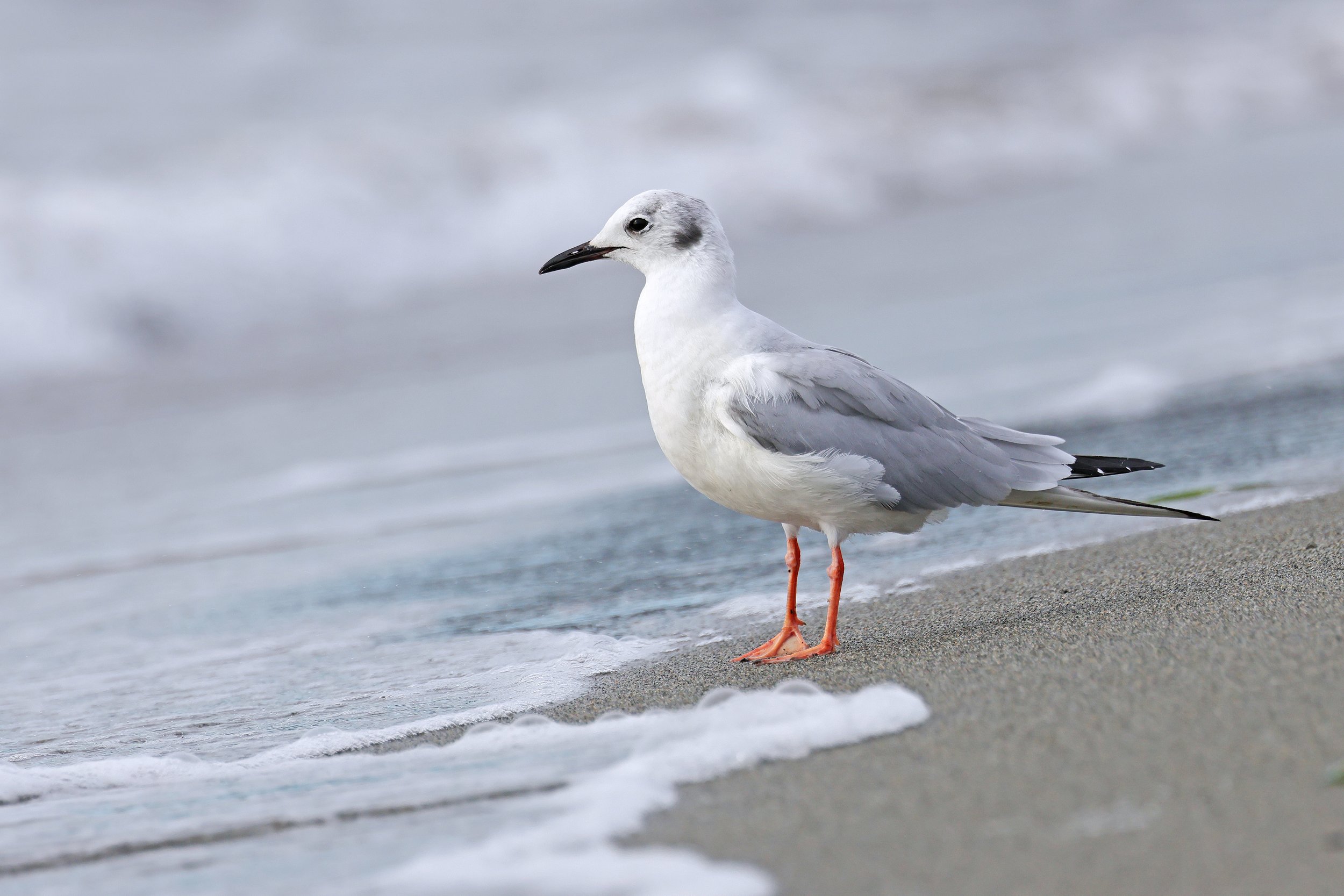  Bonaparte’s Gull, Clinton, Washington © 2023. 