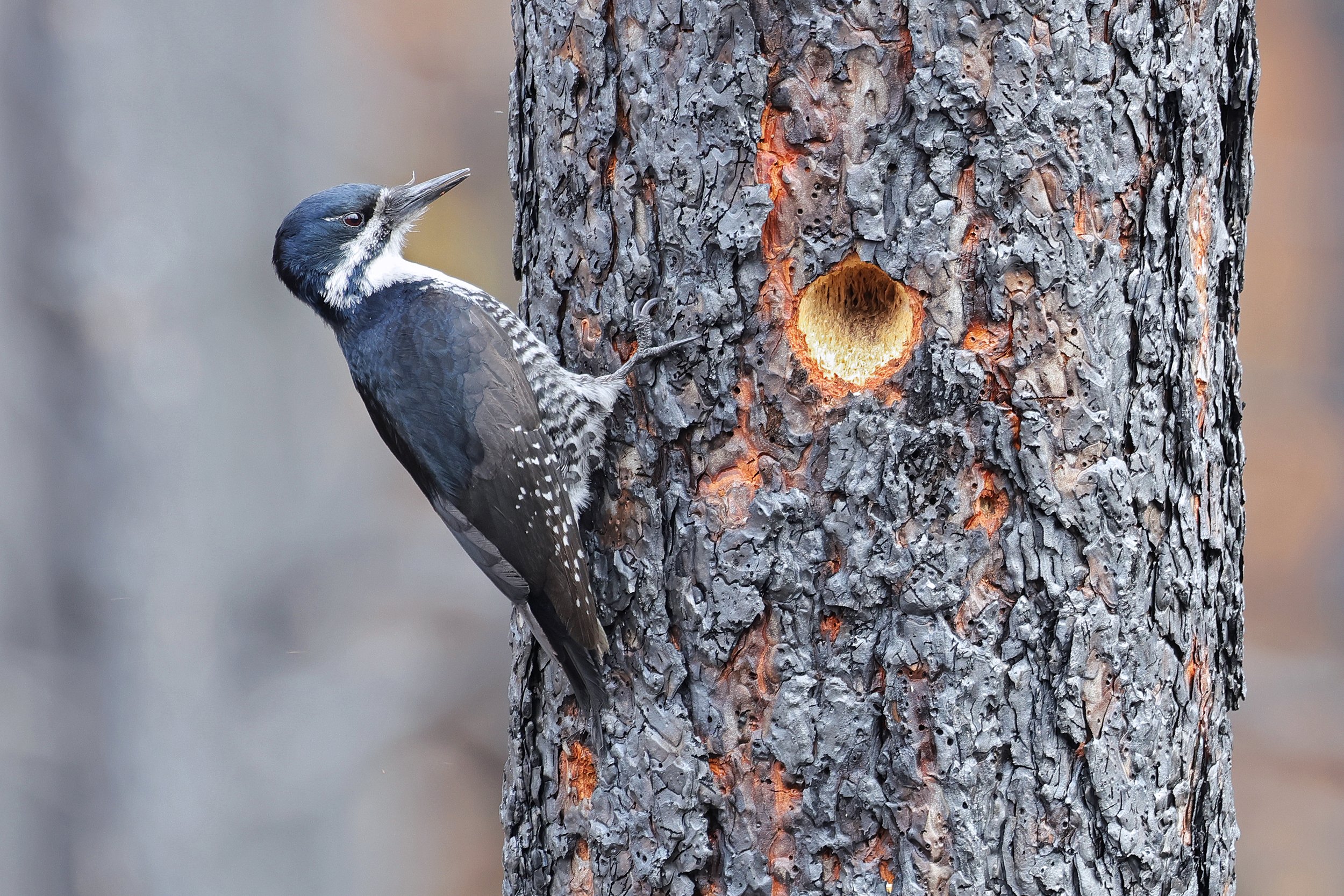  Black-Backed Woodpecker, Wenas, Washington © 2023. 