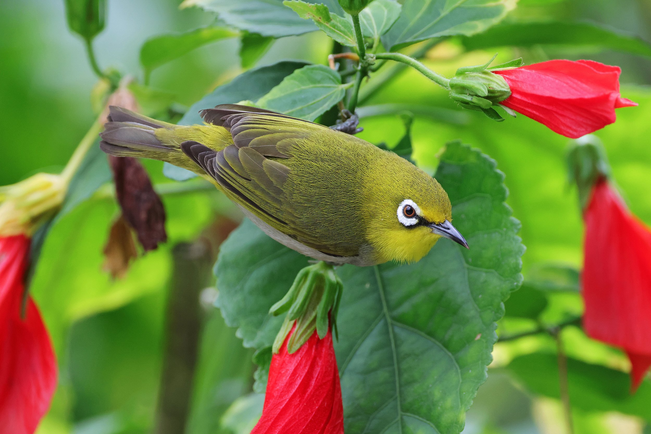  Swinhoe’s White-Eye, Taipei City, Taiwan © 2023. 