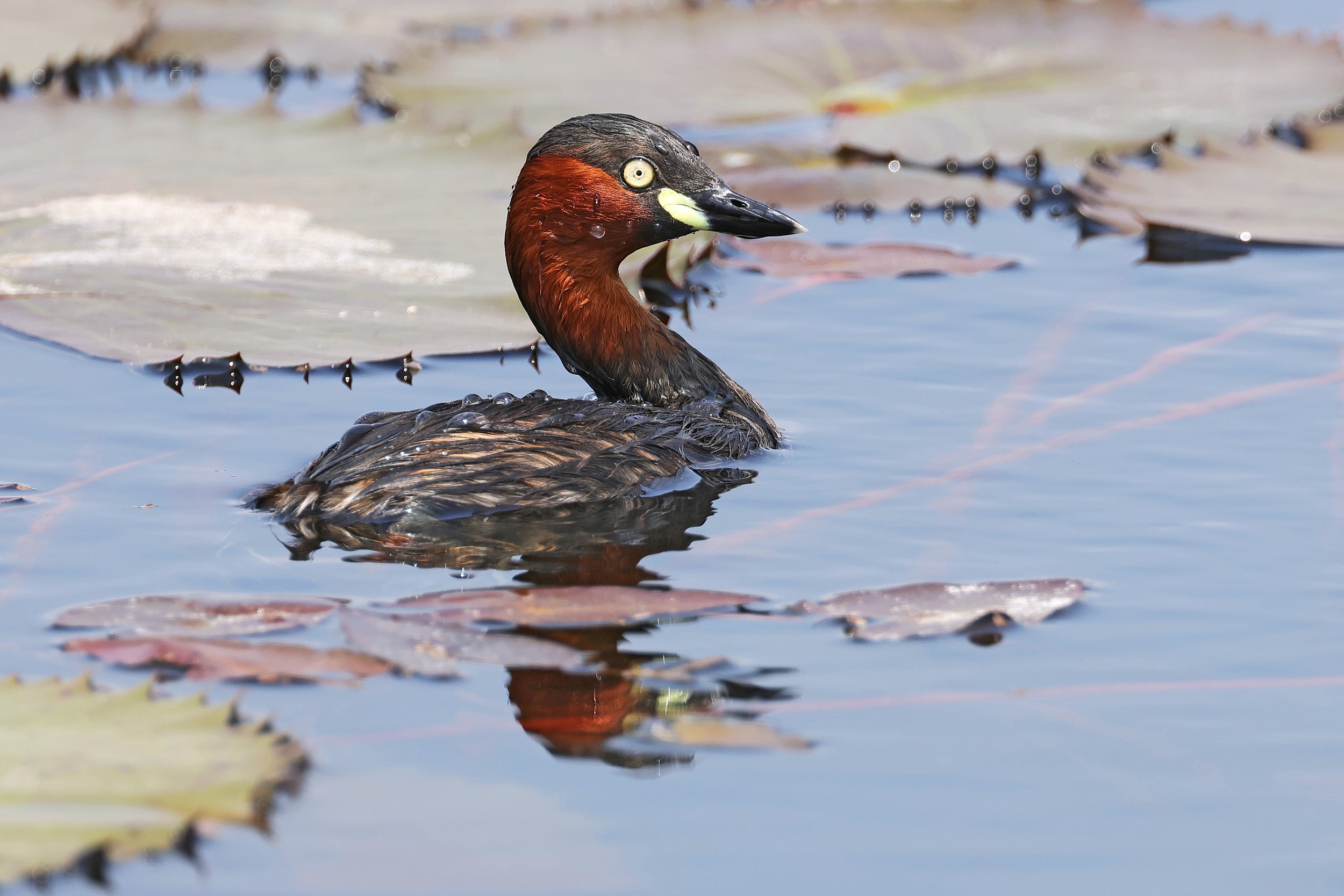  Little Grebe, Preah Kahn, Siemréab, Cambodia © 2023. 