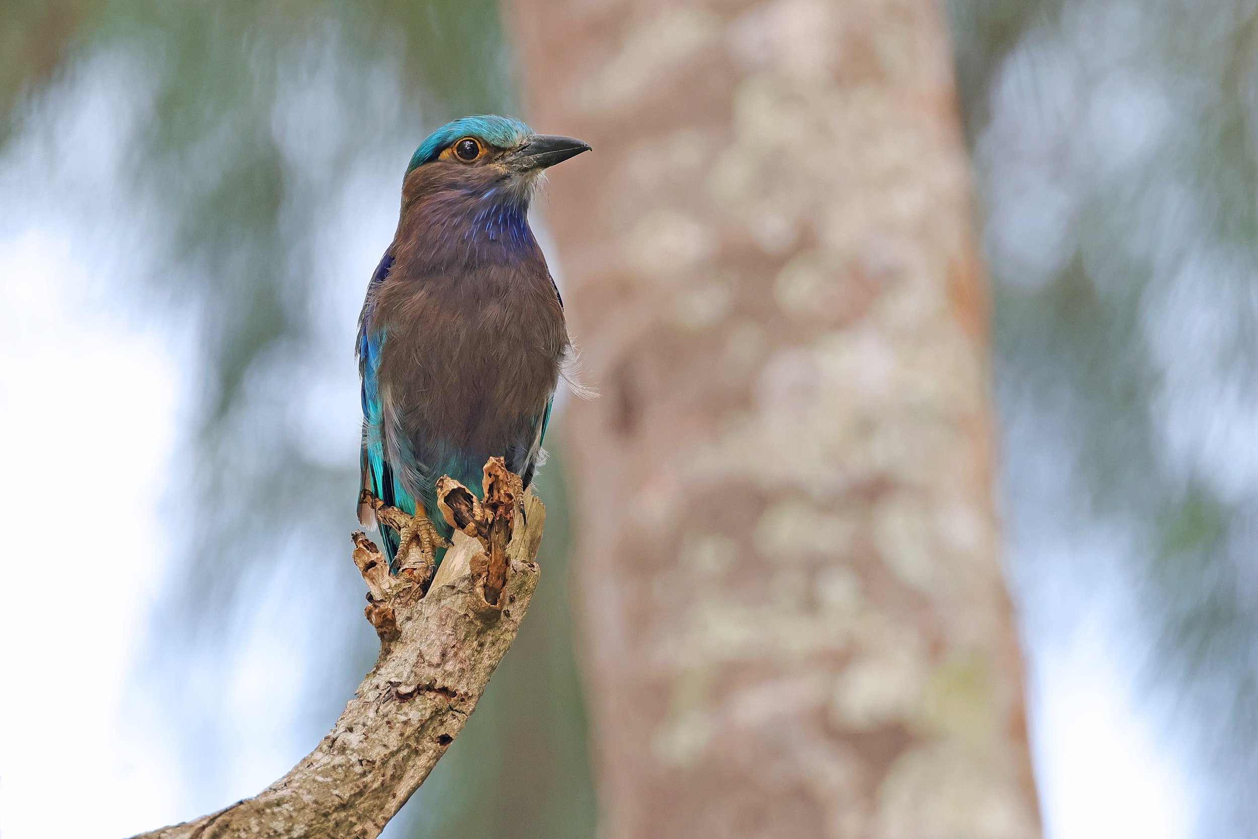  Indochinese Roller, Khlong Muang, Krabi, Thailand © 2023. 