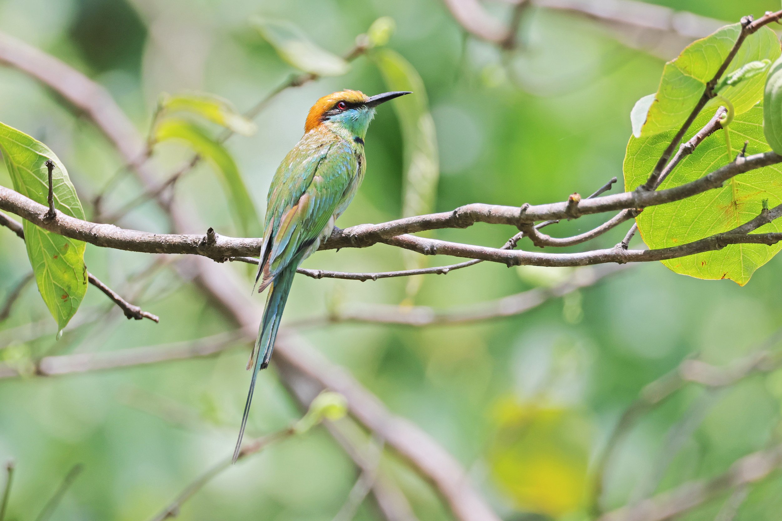  Asian Green Bee-Eater, Chiang Mai, Thailand © 2023. 