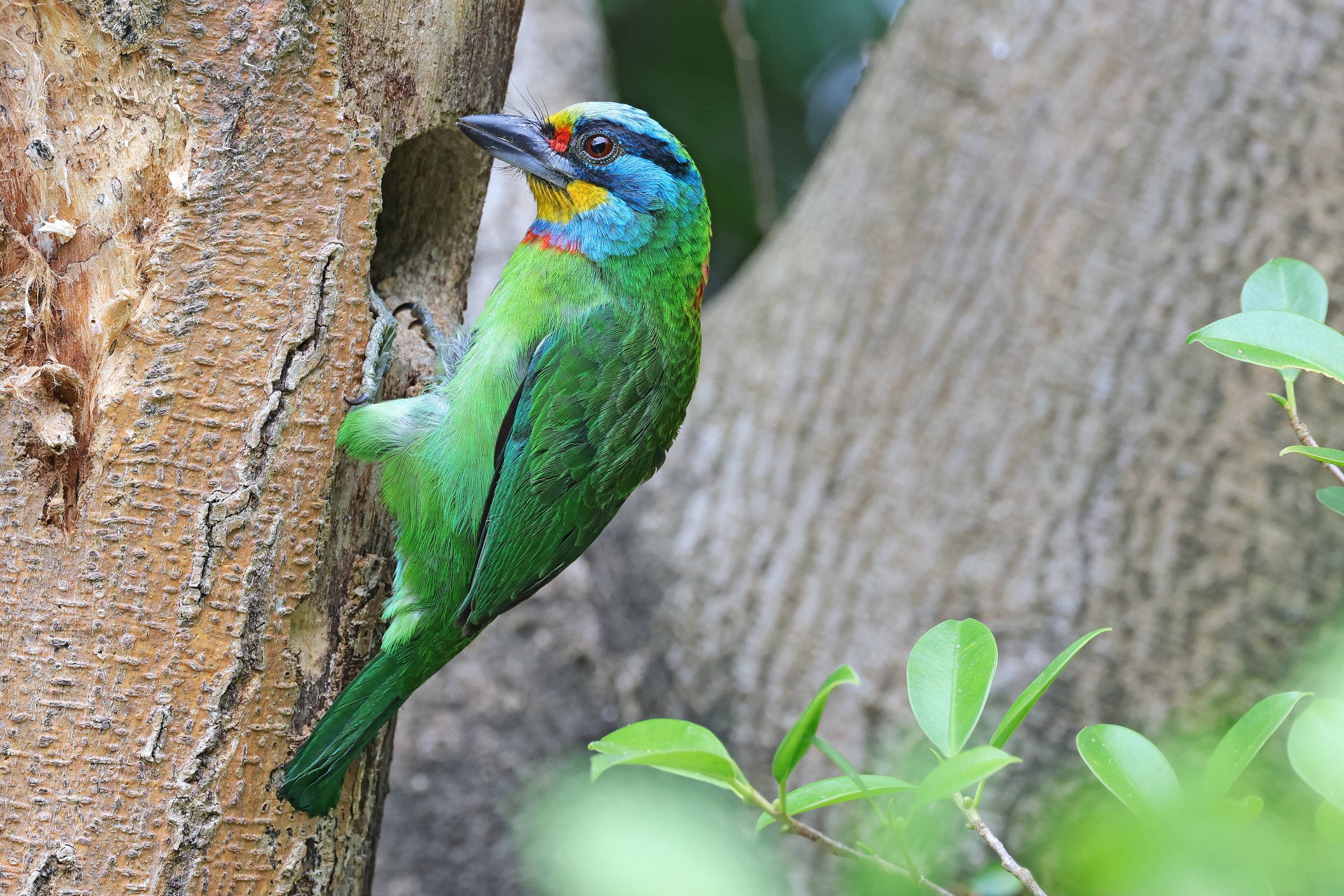  Taiwan Barbet, Taipei City, Taiwan © 2023. 