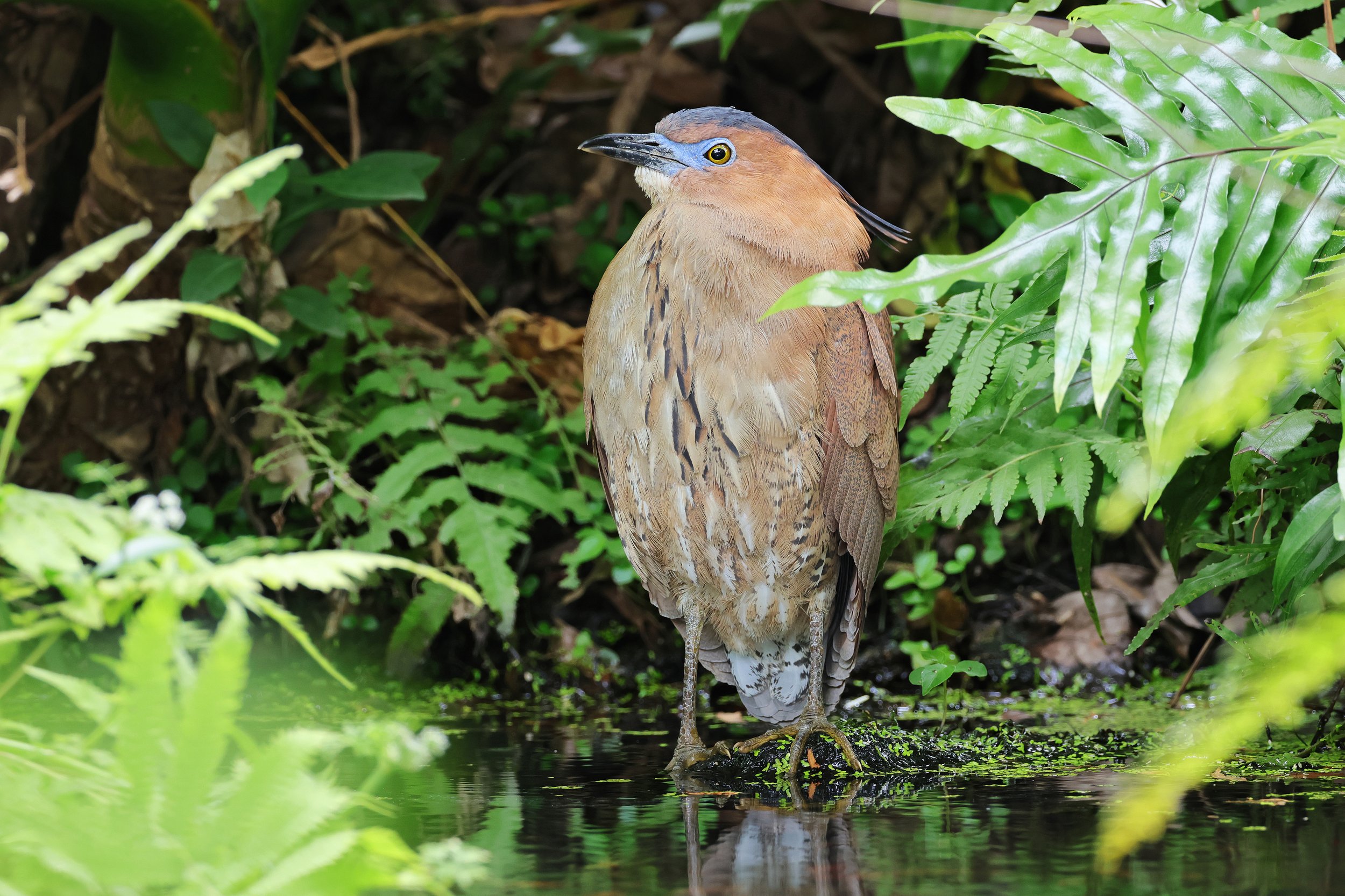  Malayan Night-Heron, Taipei City, Taiwan © 2023. 